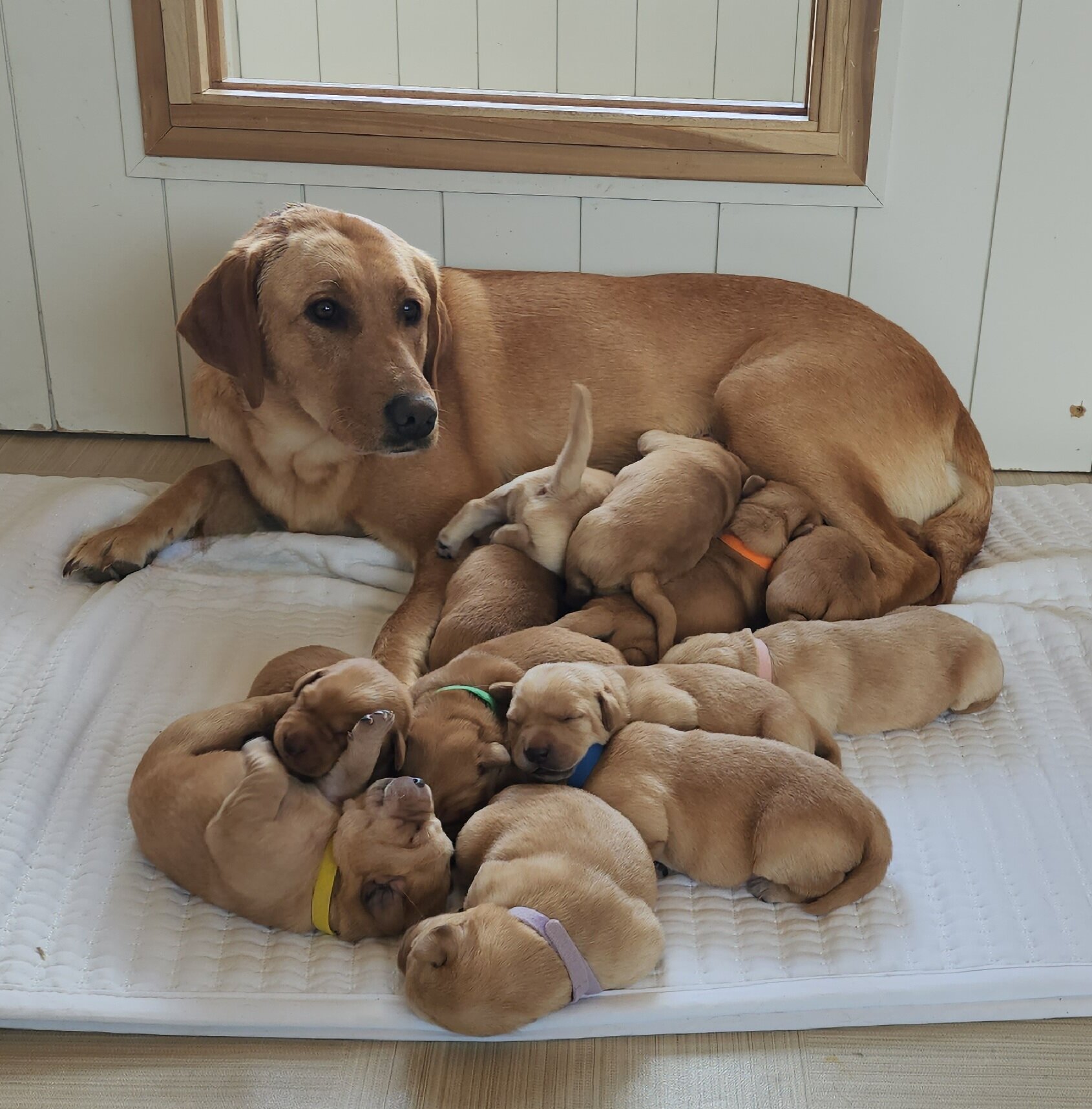 OFA Health Tested AKC Yellow Fox Red Labrador Retriever Puppies Available in Minnesota