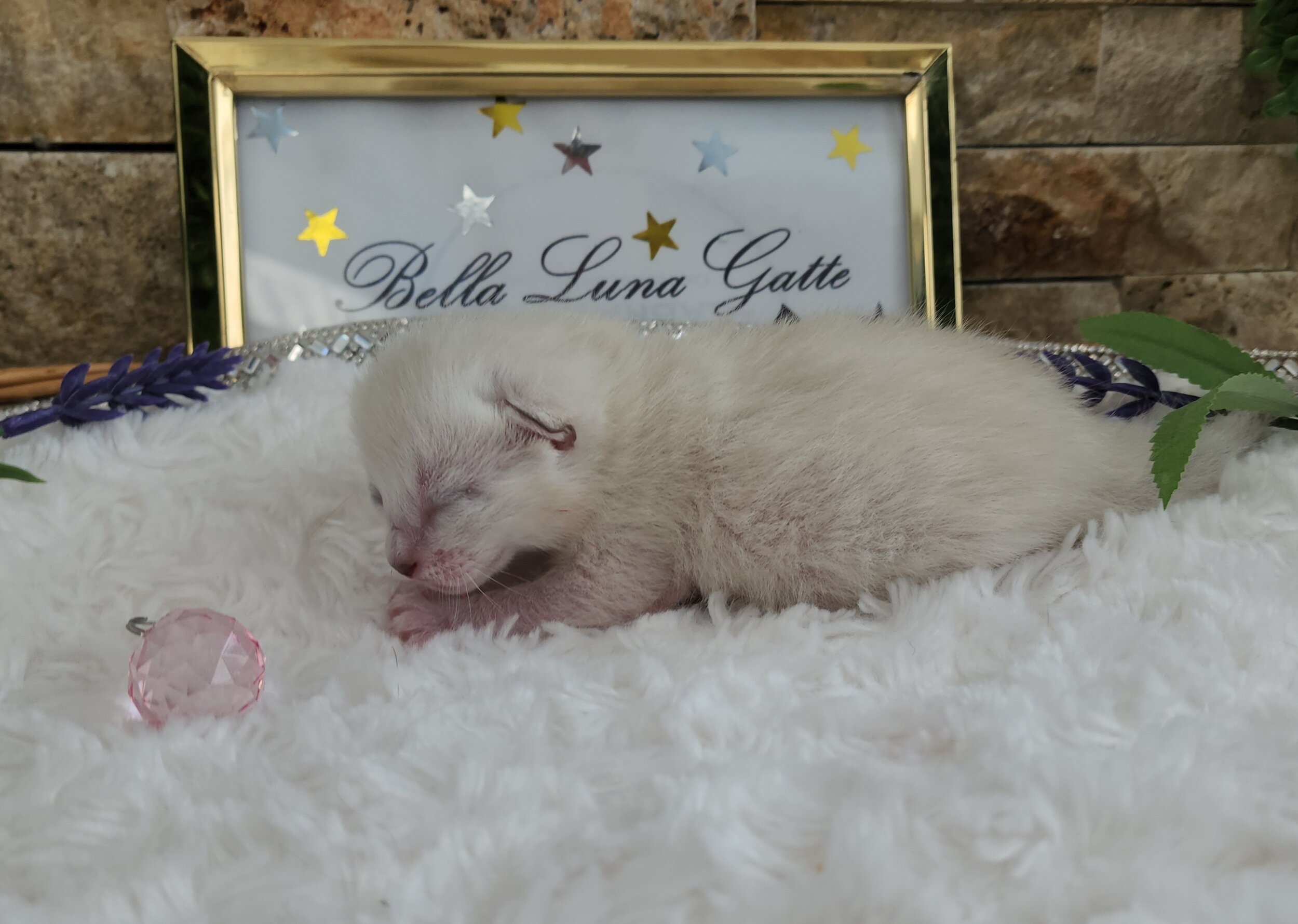 Purebred TICA Registered Female Snow Rosette Bengal Kitten in Minnesota