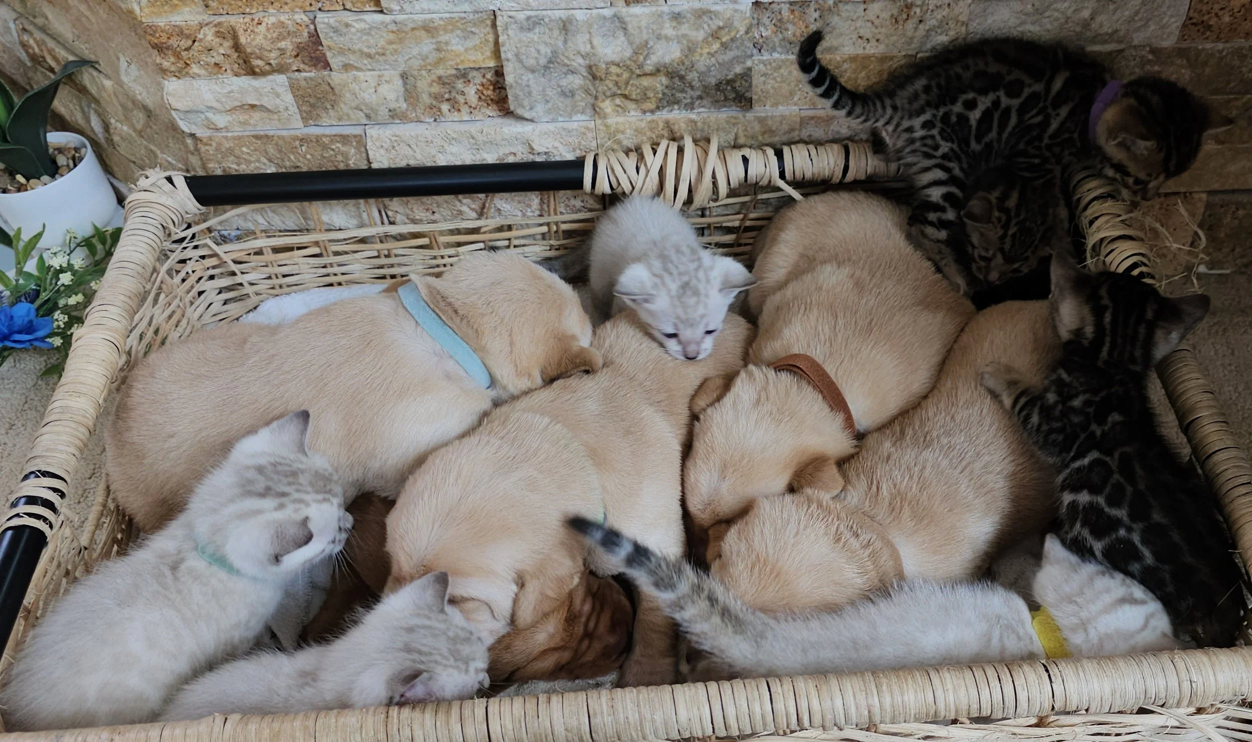 Labrador Retriever Puppies and Bengal Kittens