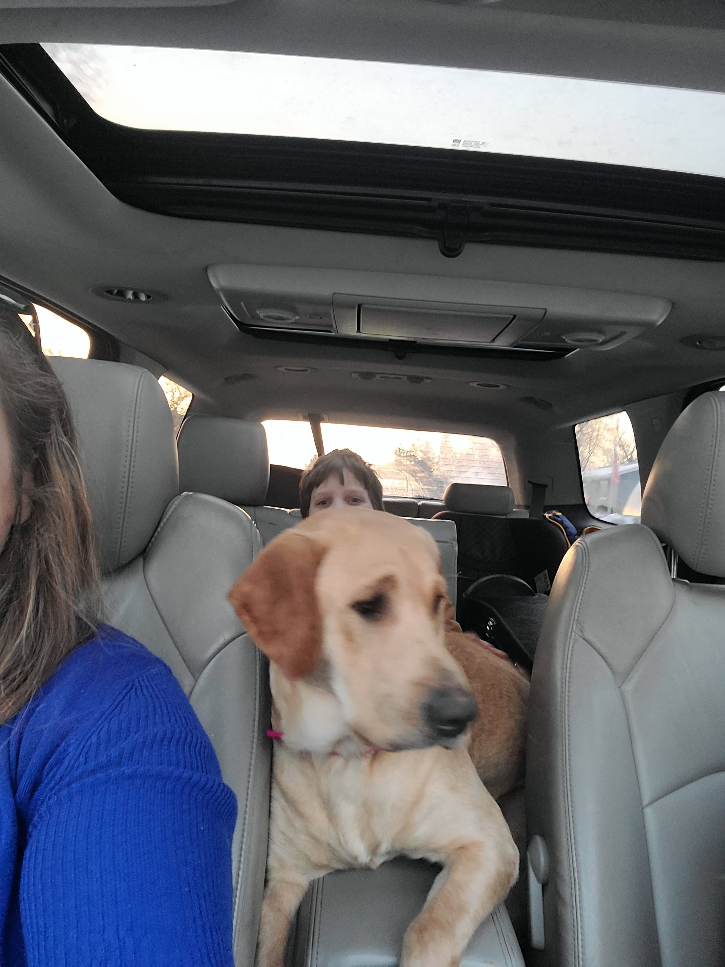 AKC Health Tested Female Yellow/Fox Red Labrador Retriever in Minnesota