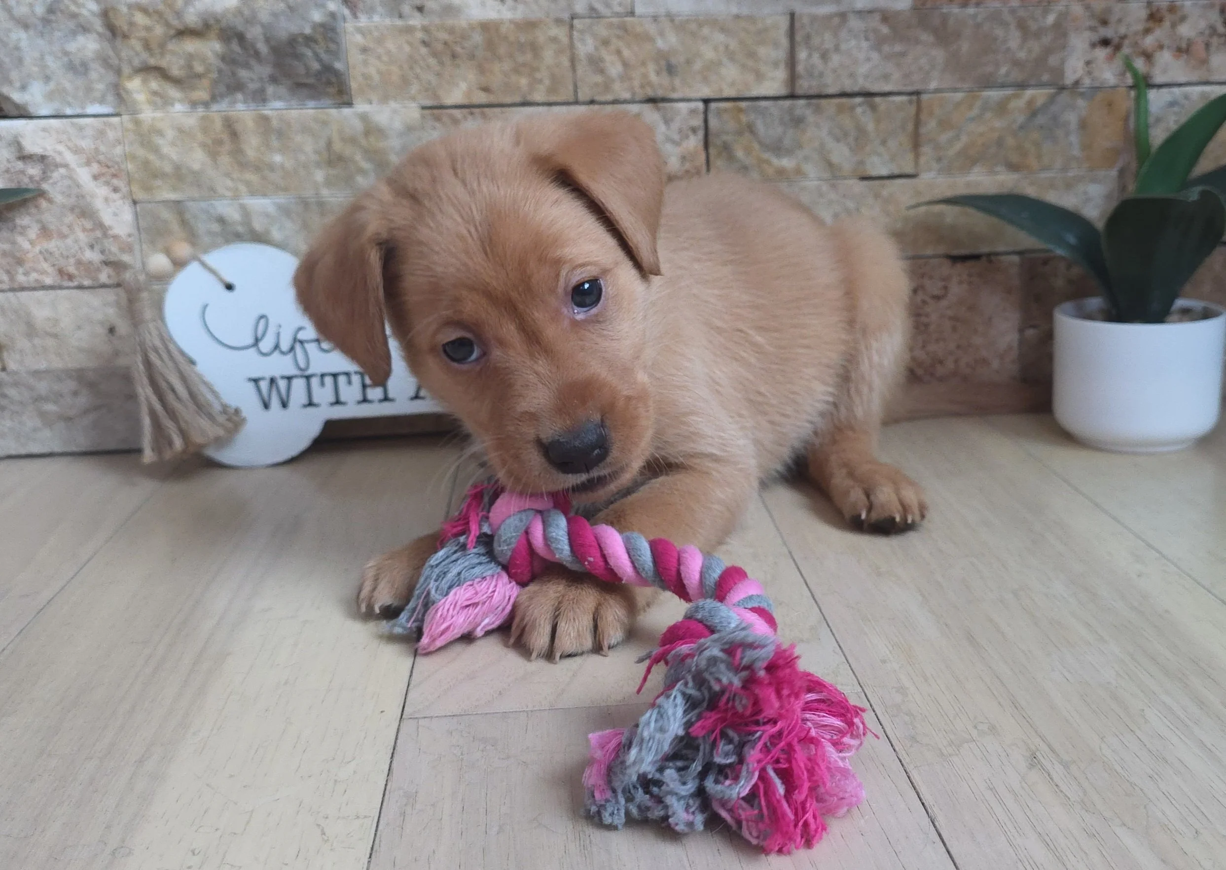 Six-Week-Old Female Yellow/Fox Red Labrador Retriever Puppy