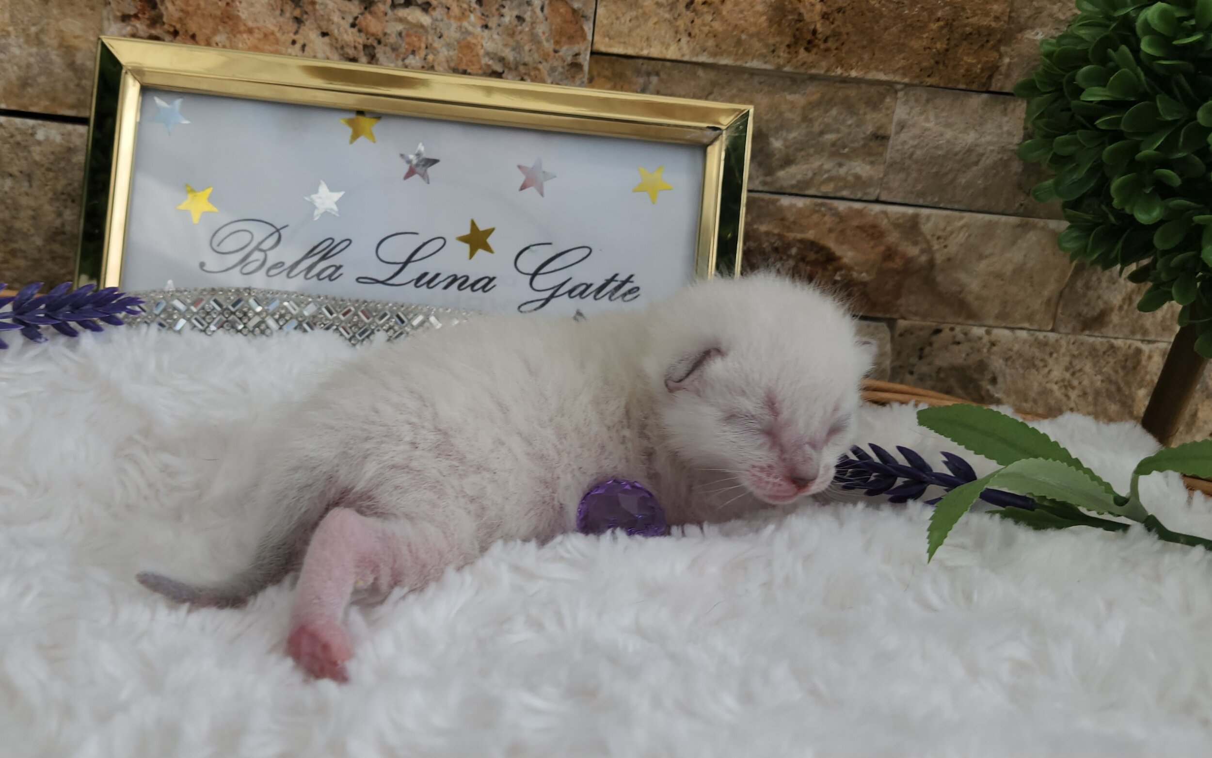 Purebred TICA Registered Female Snow Rosette Bengal Kitten in Minnesota