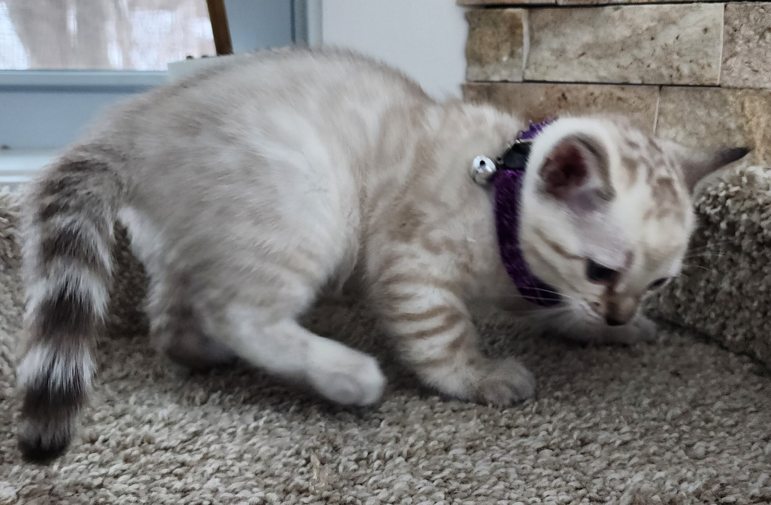 Purebred TICA Registered Female Snow Rosette Bengal Kitten in Minnesota
