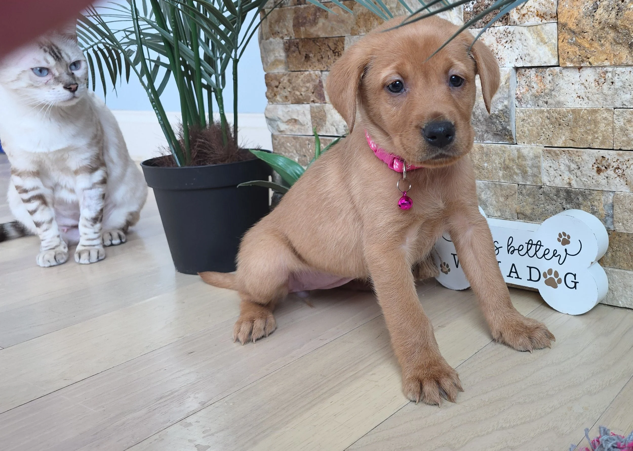 Six-Week-Old Female Yellow/Fox Red Labrador Retriever Puppy