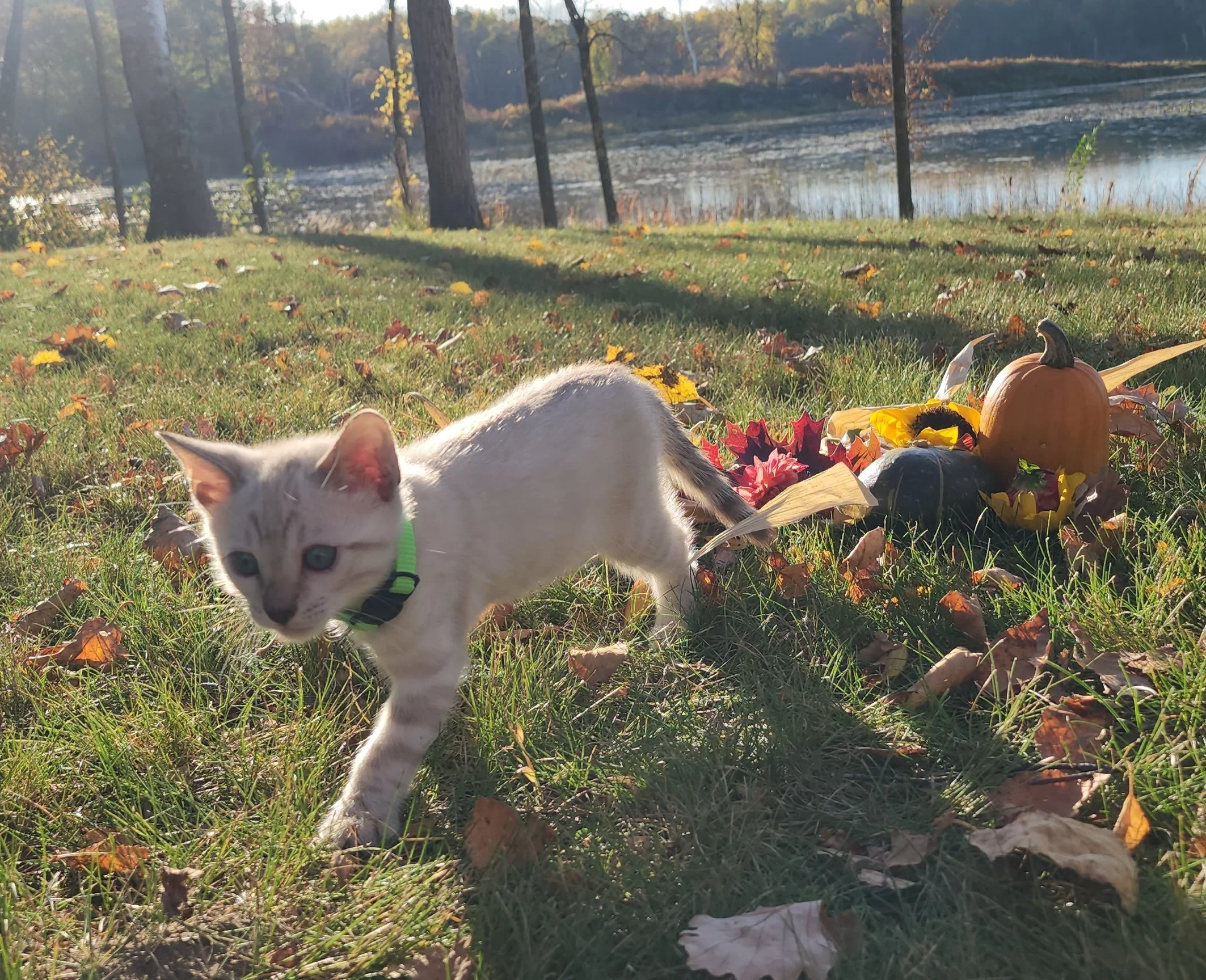 Male Snow Bengal in Minnesota
