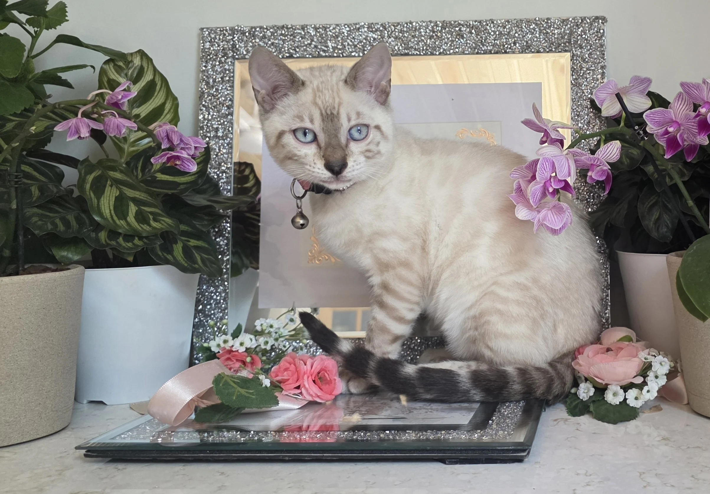 Female Snow Lynx Bengal Kitten