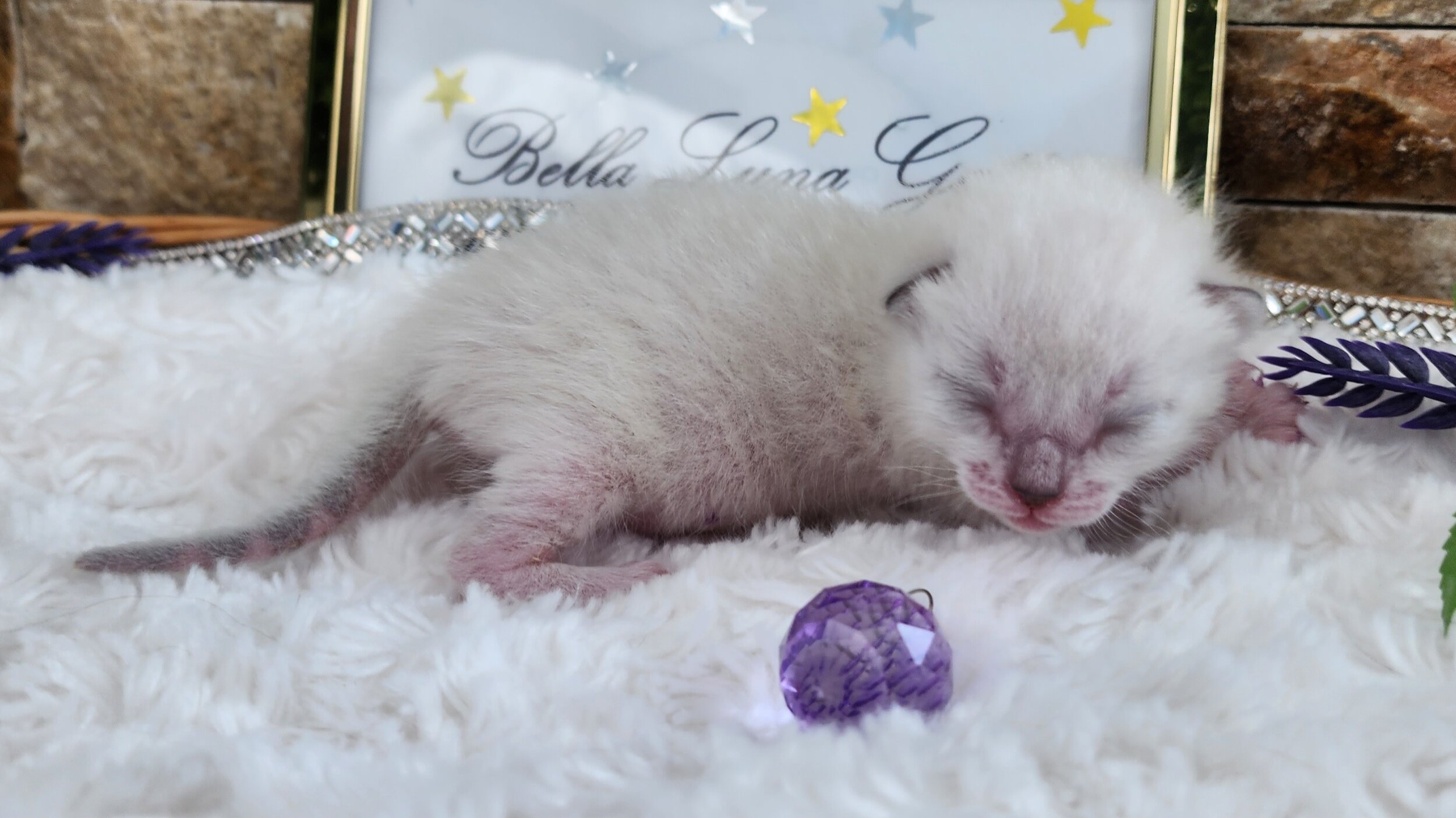 Purebred TICA Registered Female Snow Rosette Bengal Kitten in Minnesota