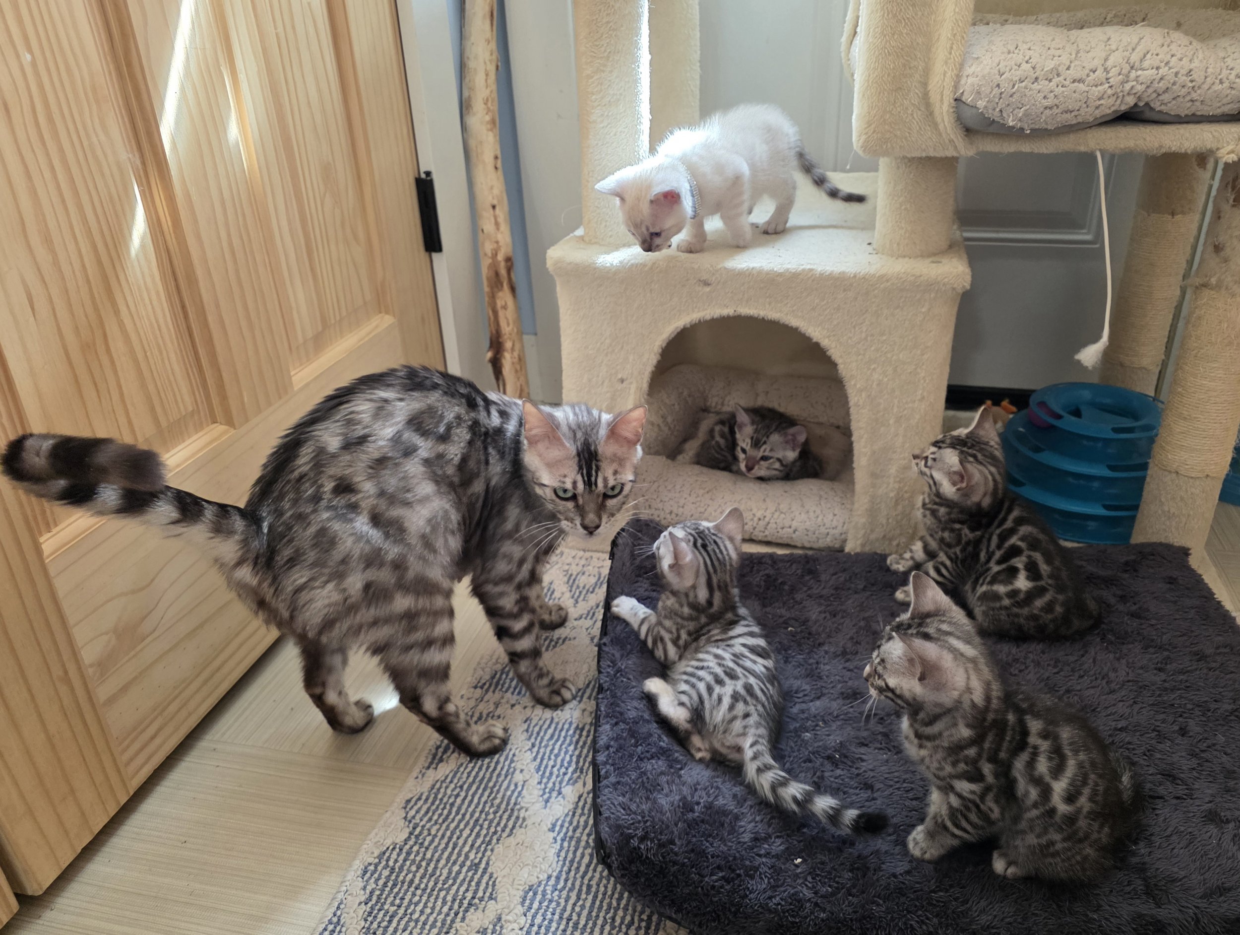 Snow and Silver Bengal Kittens