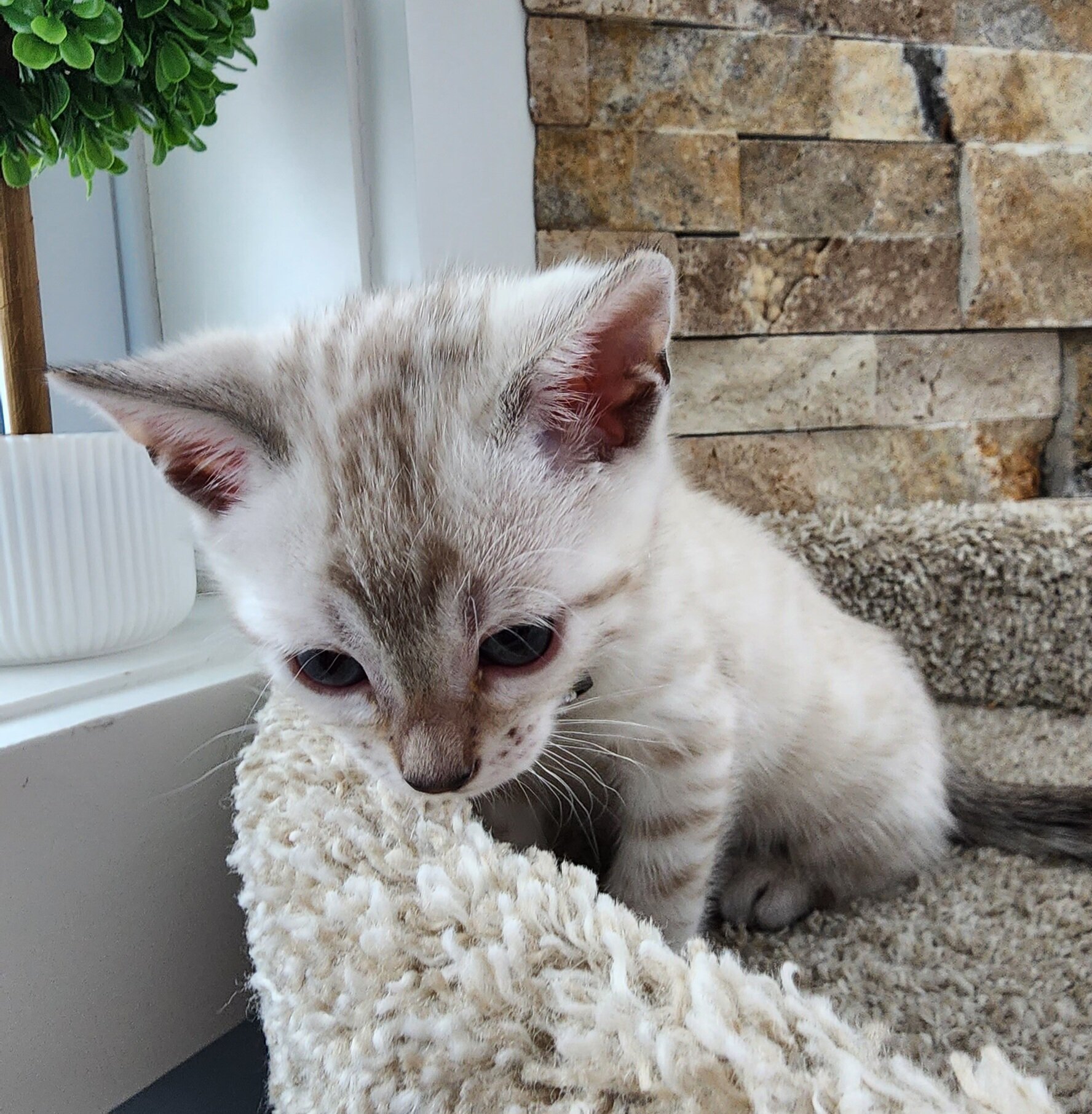 Purebred TICA Registered Female Snow Rosette Bengal Kitten in Minnesota