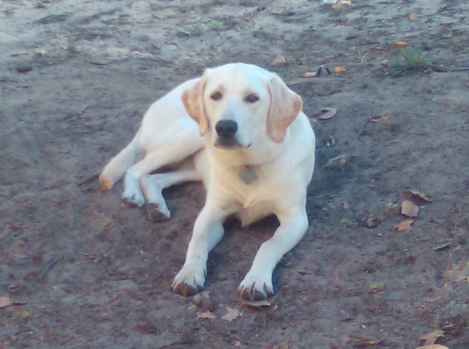 Yellow Labrador Retriever Family Dog
