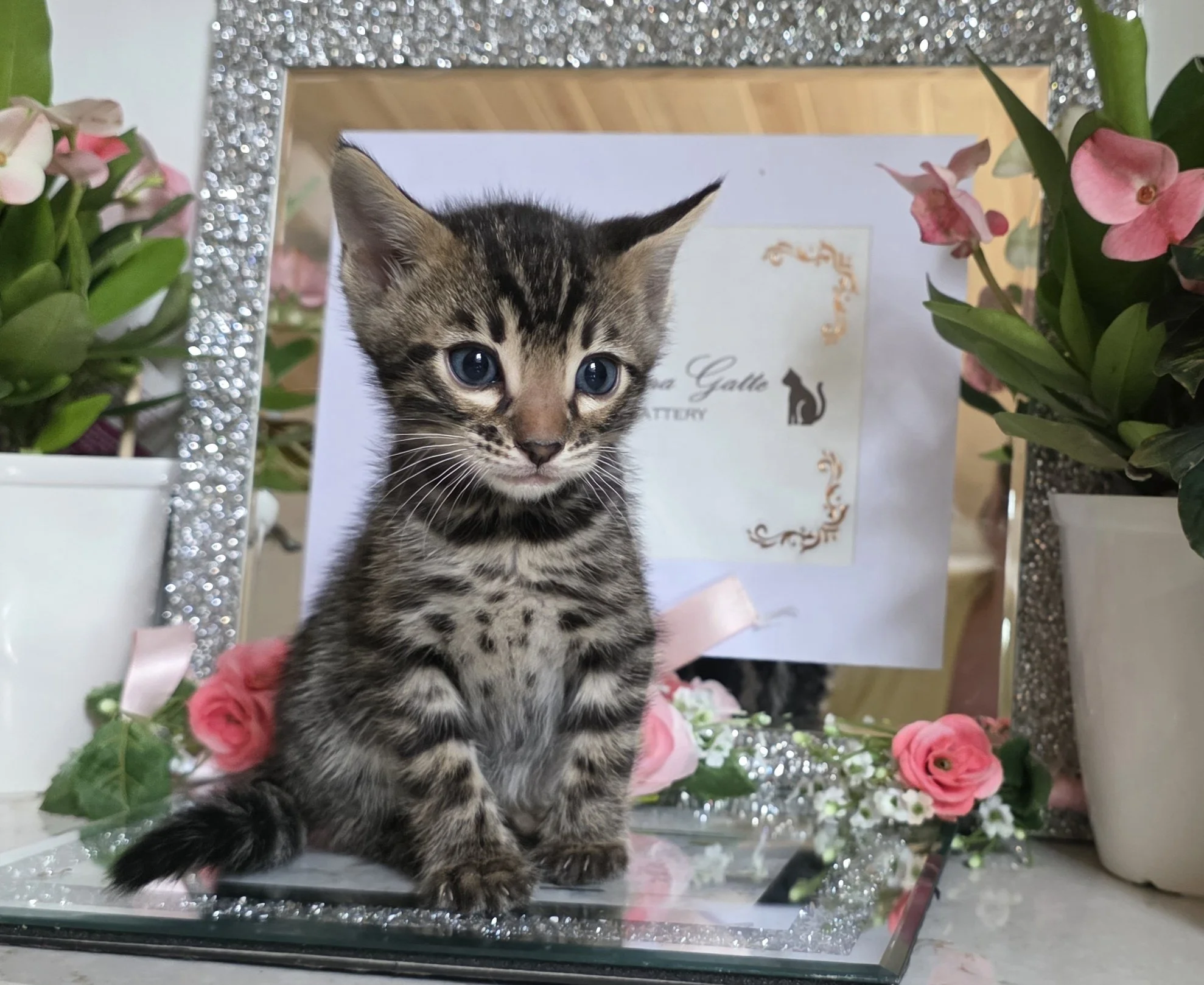Six-Week-Old Dark Brown Male Bengal Kitten
