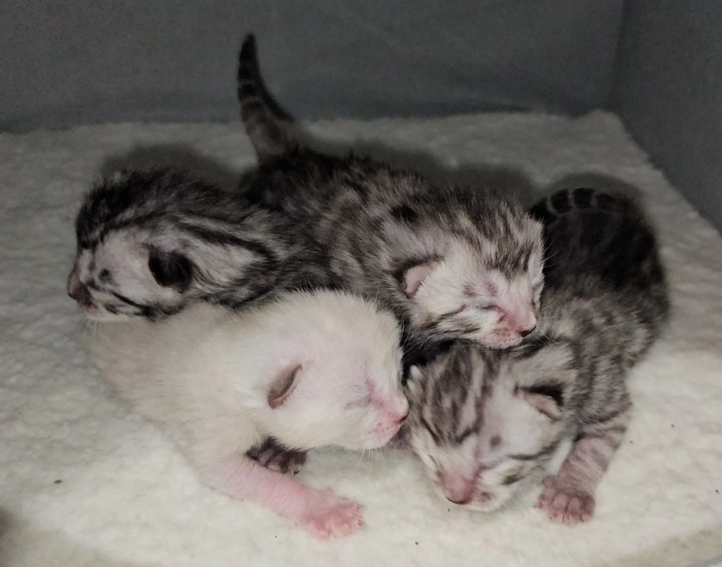 Purebred TICA Registered Male and Female Snow and Silver Rosette Bengal Kitten Available in Minnesota