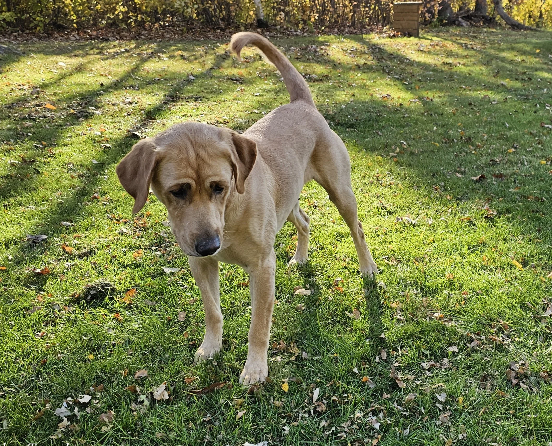 Female Yellow Labrador Retriever