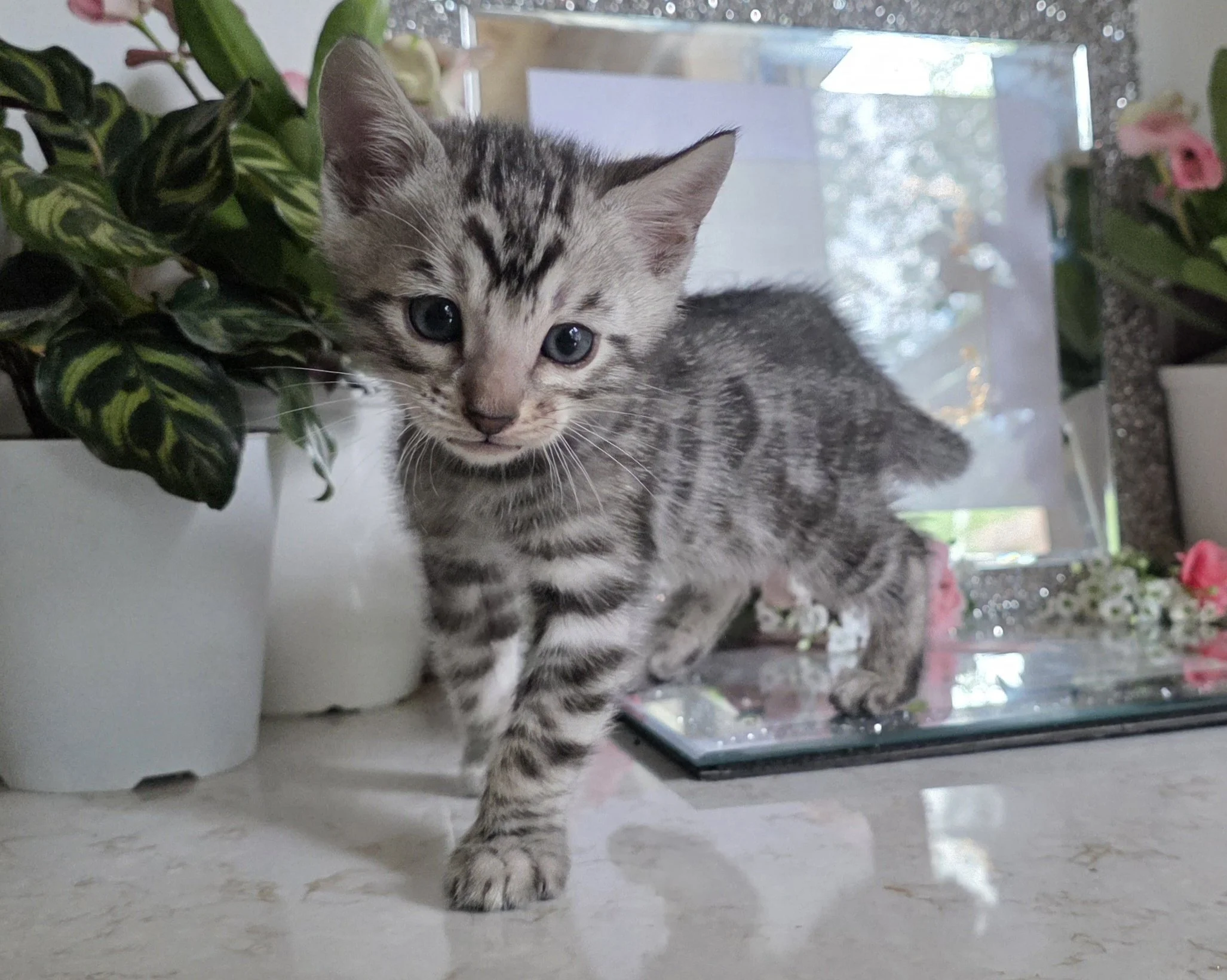 Six-Week-Old Male Silver Bengal Kitten