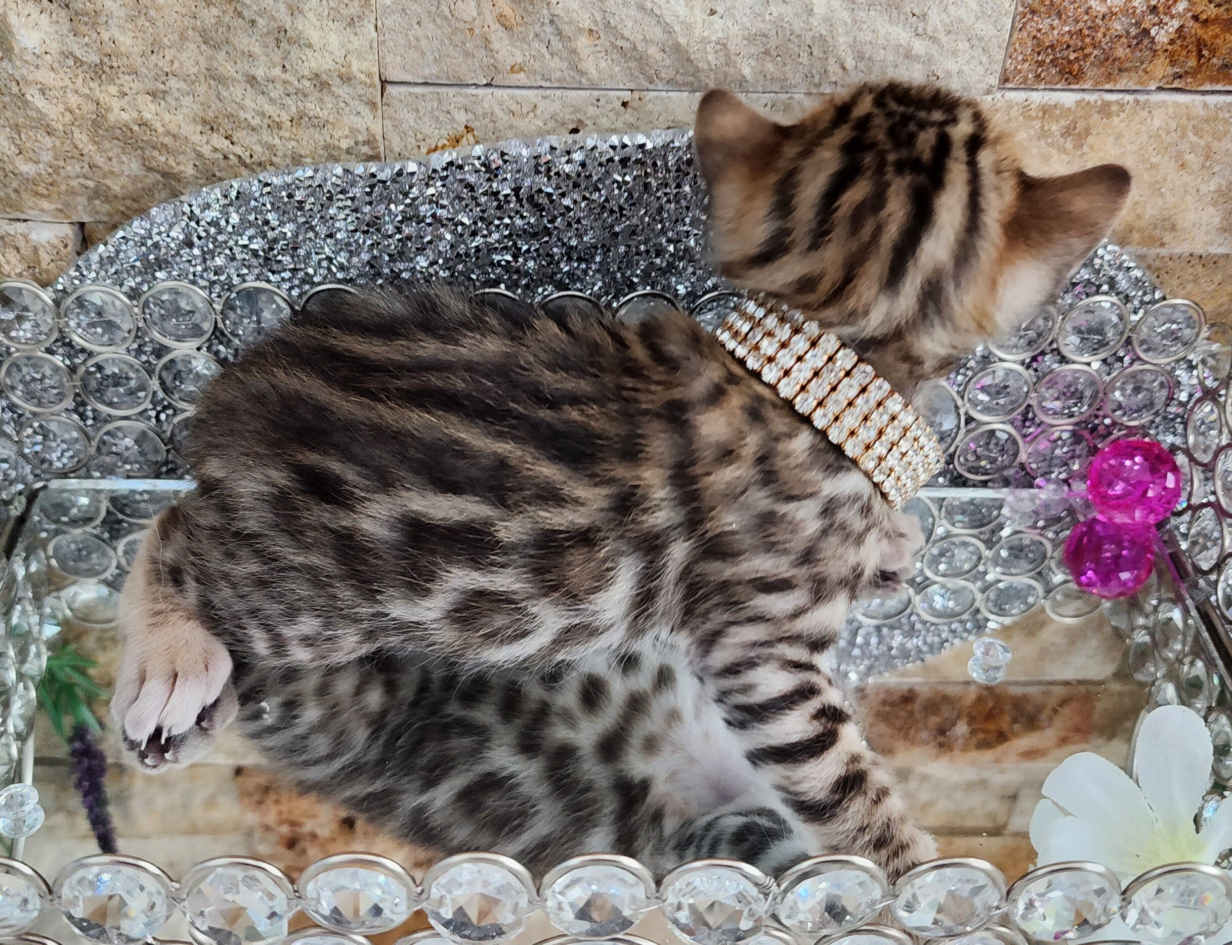 Purebred TICA Registered Female Brown Rosette Bengal Kitten Available in Minnesota
