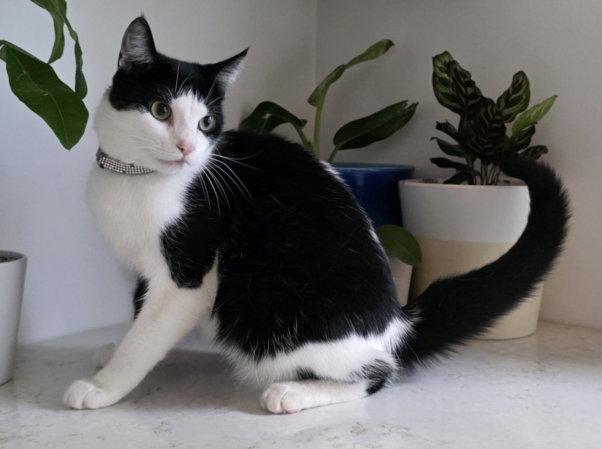 Black & White Female Kitten for Adoption in Central Minnesota 