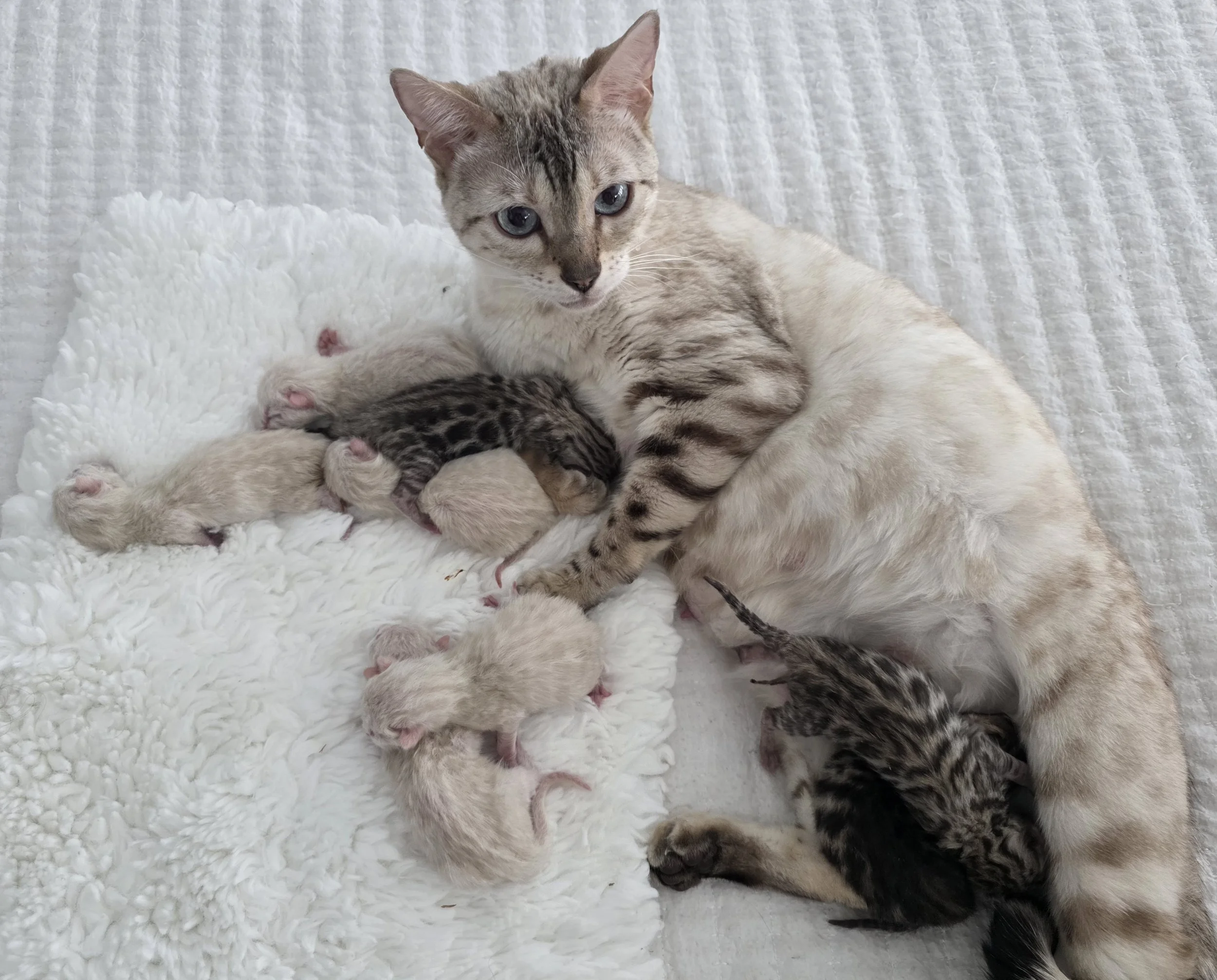 Snow Bengal Cat and Kittens