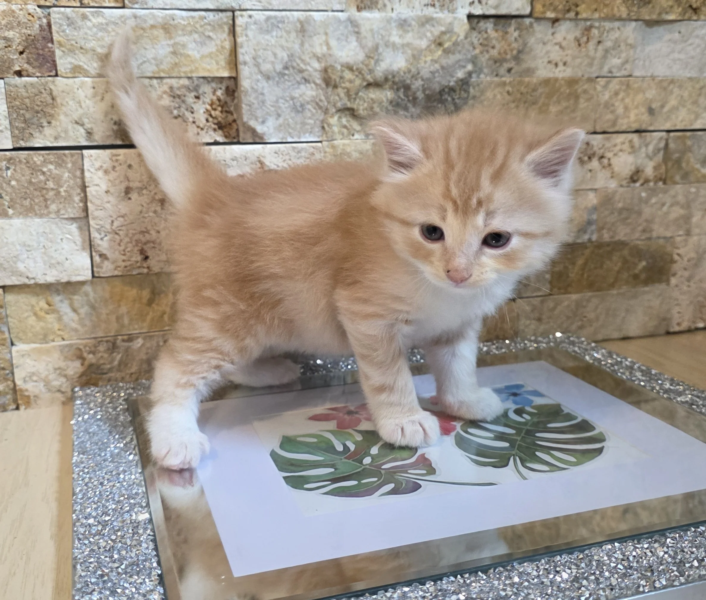 Orange Kitten with White Paws