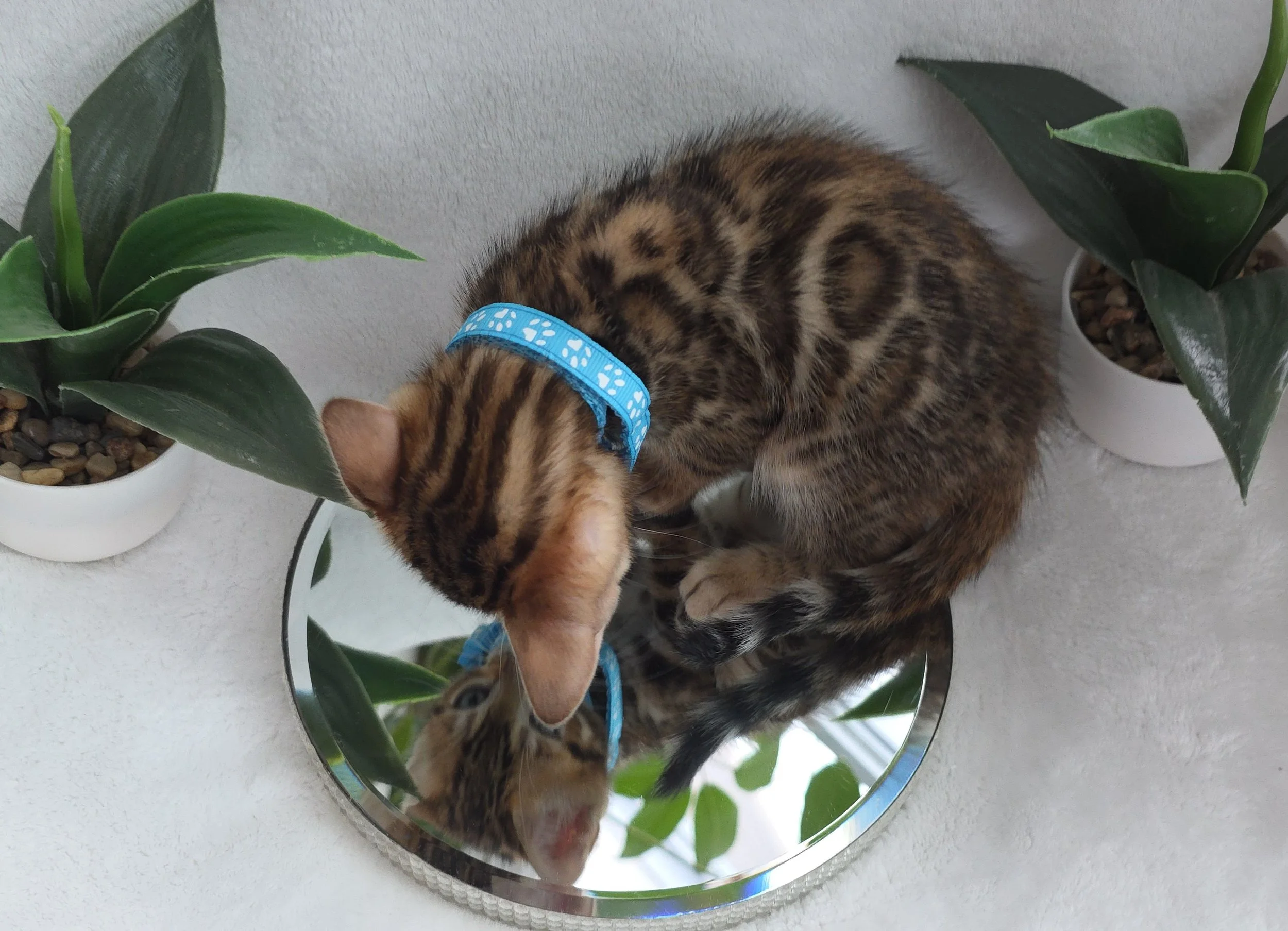 Nine-Week-Old, Male, Brown Rosette, Bengal Kitten