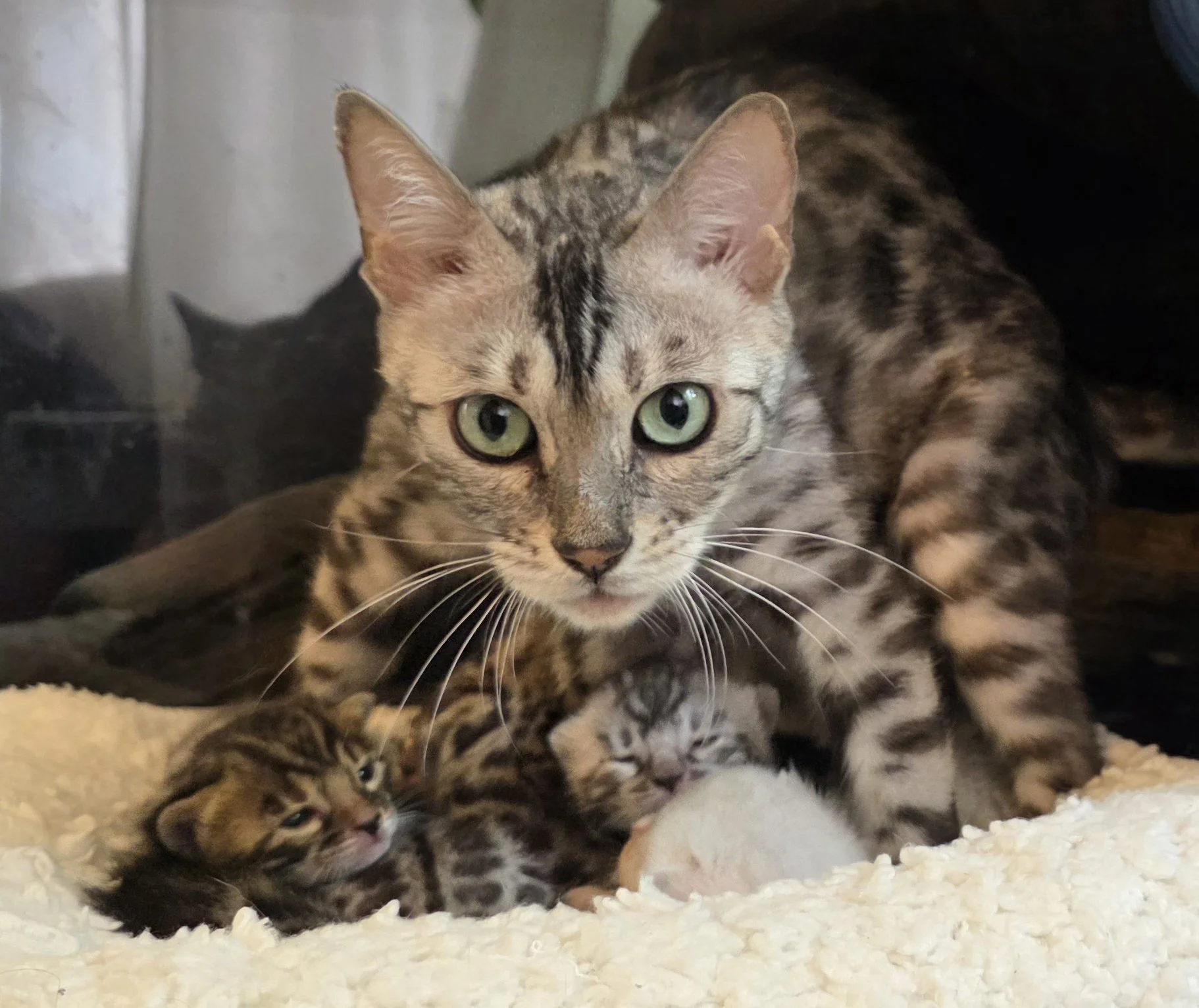 Two-Week-Old Bengal Kittens with their mom