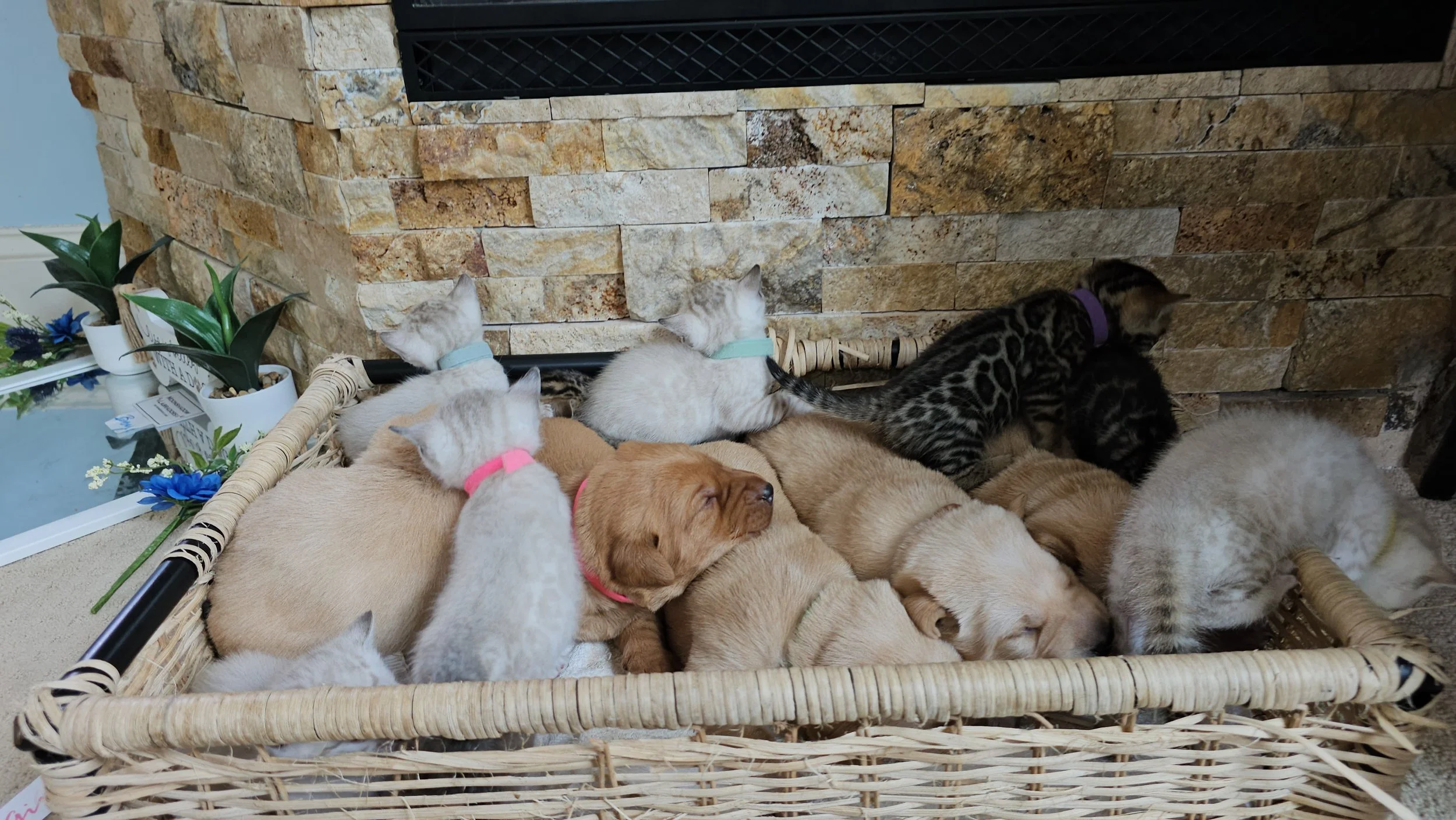 Labrador Retriever Puppies and Bengal Kittens