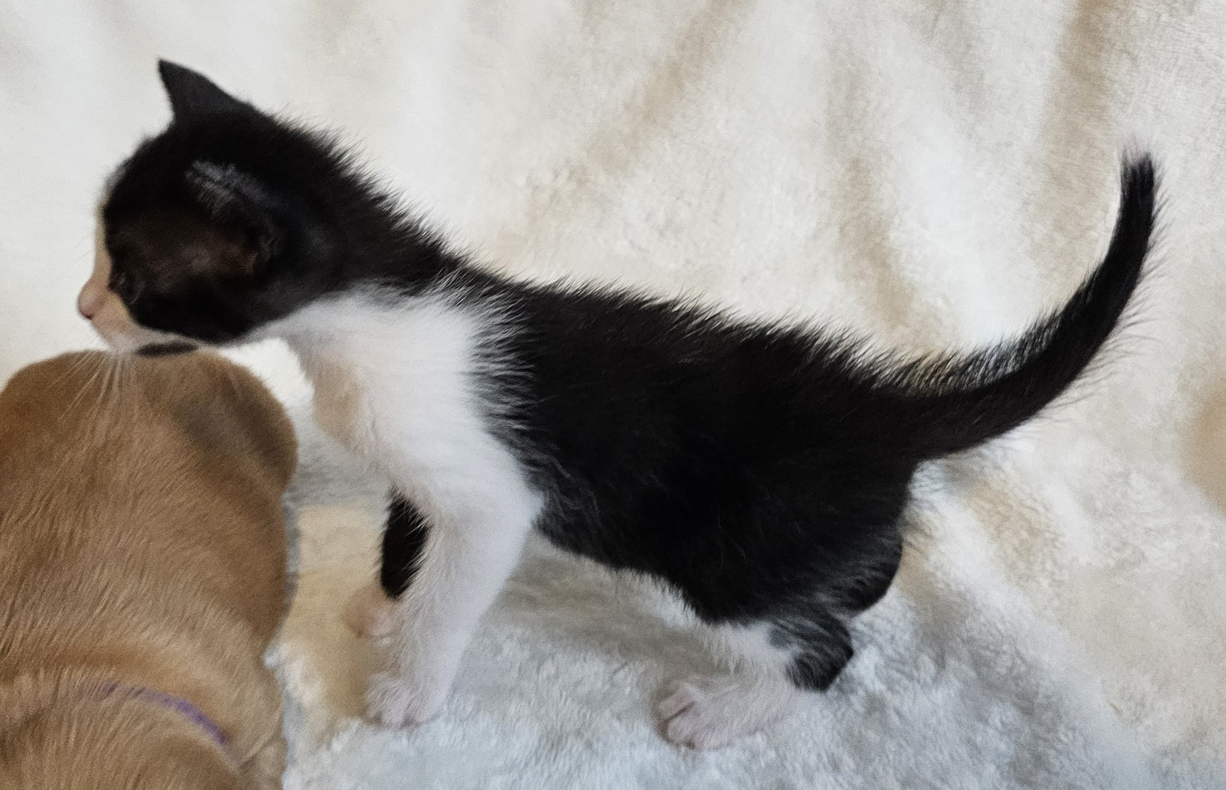 Female Black & White Tuxedo Cat/Kitten