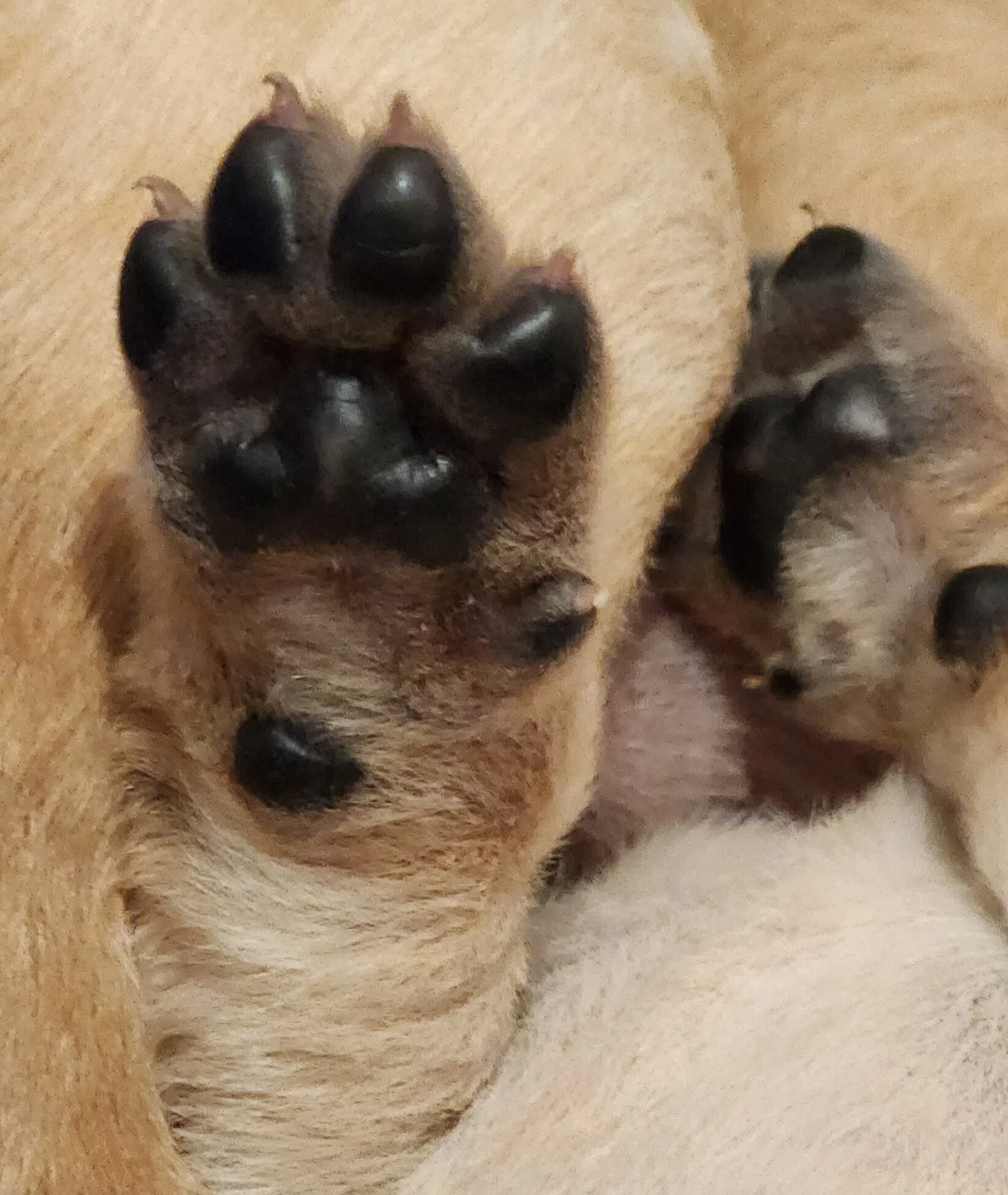 Two-Week-Old AKC Yellow Fox Red Labrador Retriever Puppies Available in Minnesota