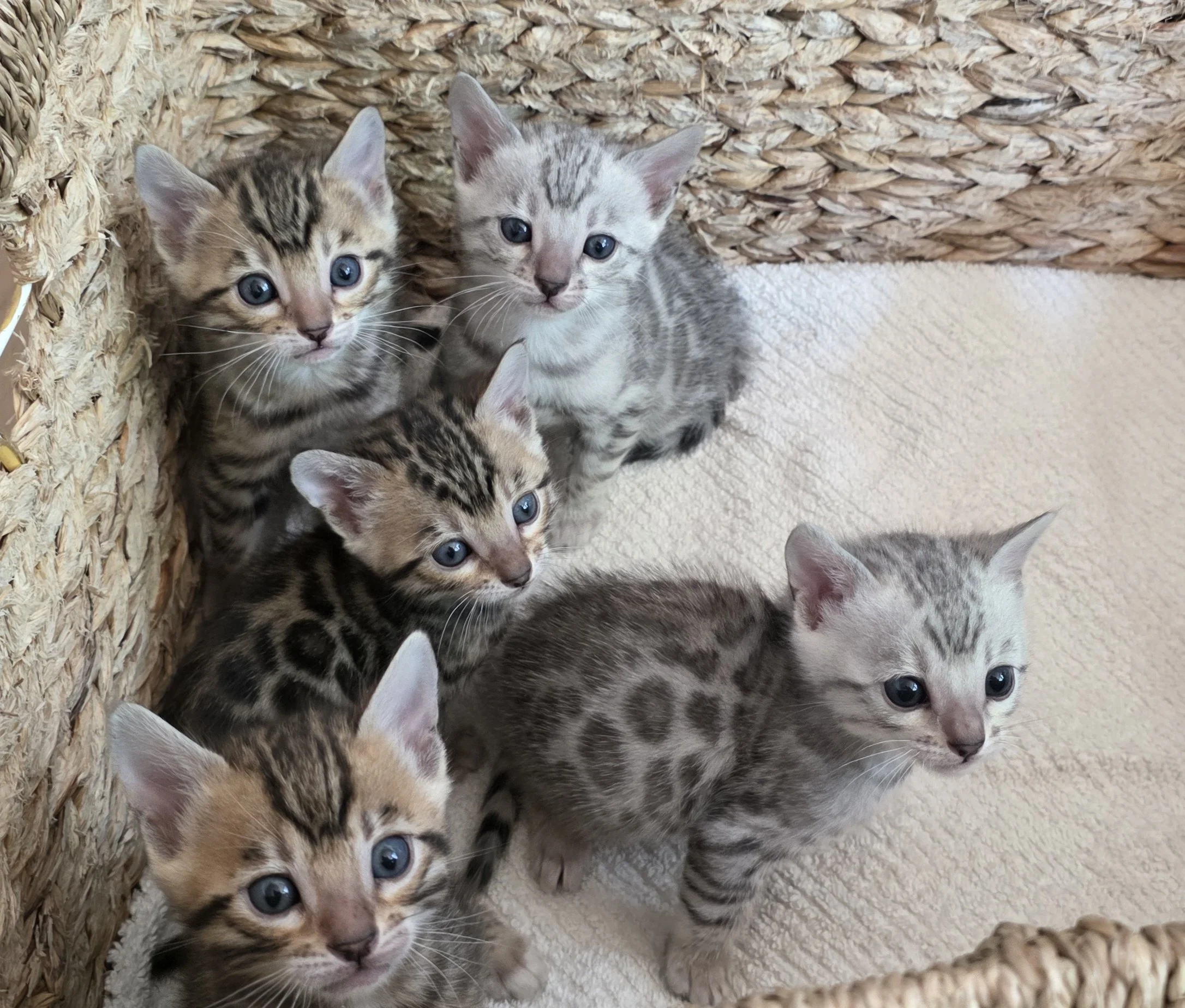 Four and a Half-Week-Old Bengal Kittens