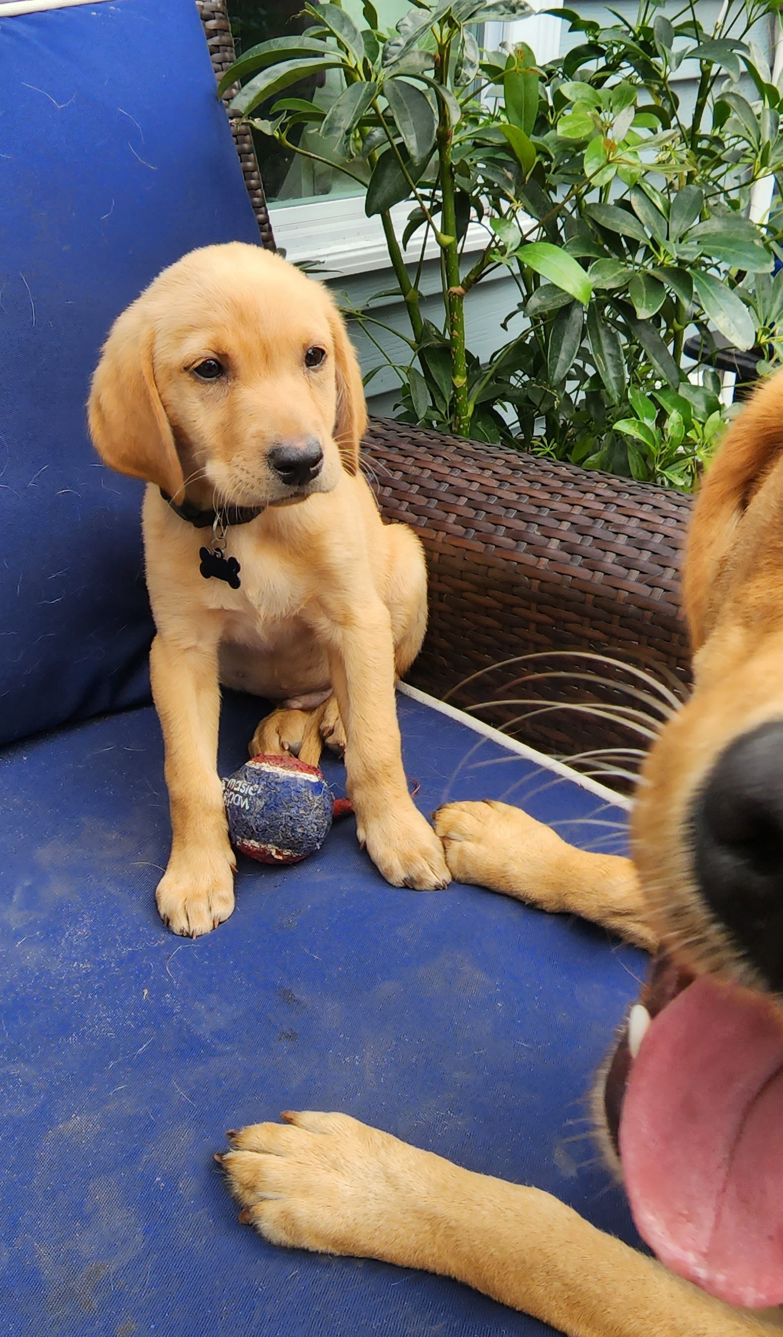 Male Yellow Fox Red Labrador Retriever Puppy in Minnesota