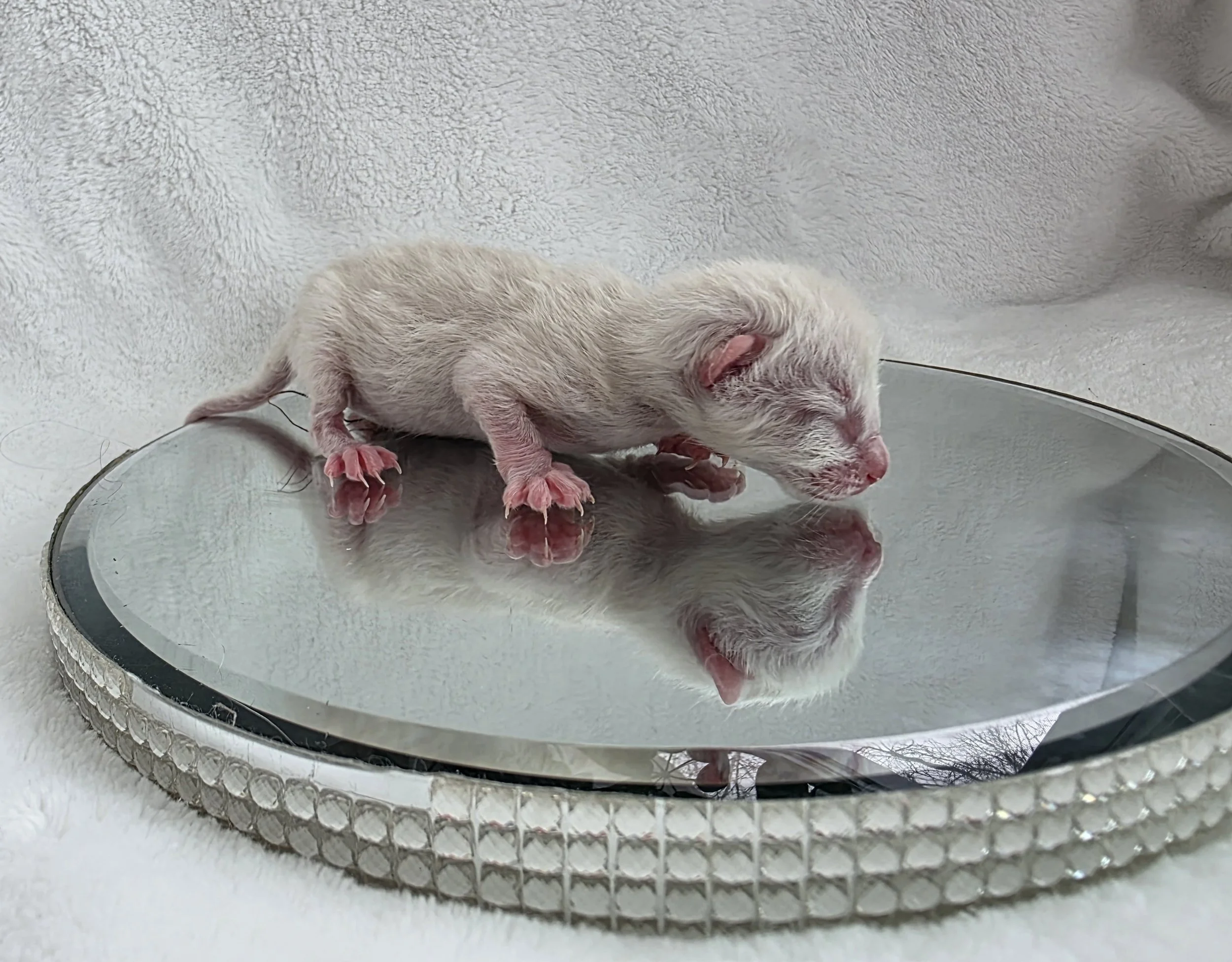 Newborn Female Snow Lynx Bengal Kitten