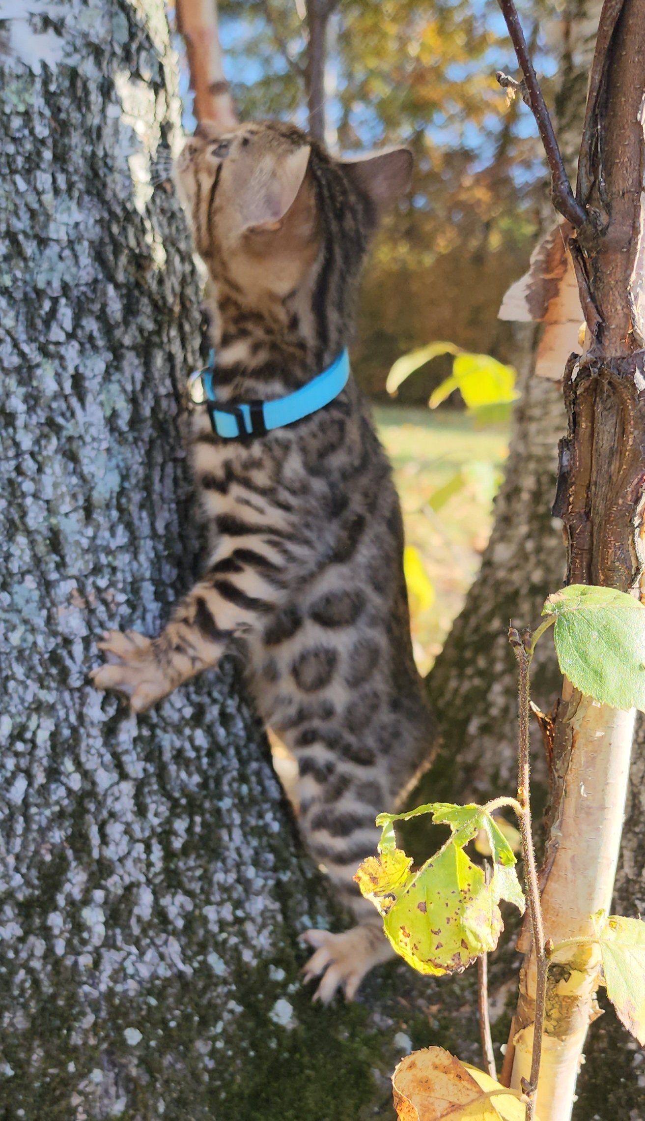 Male Brown/Black Rosette Bengal in Minnesota