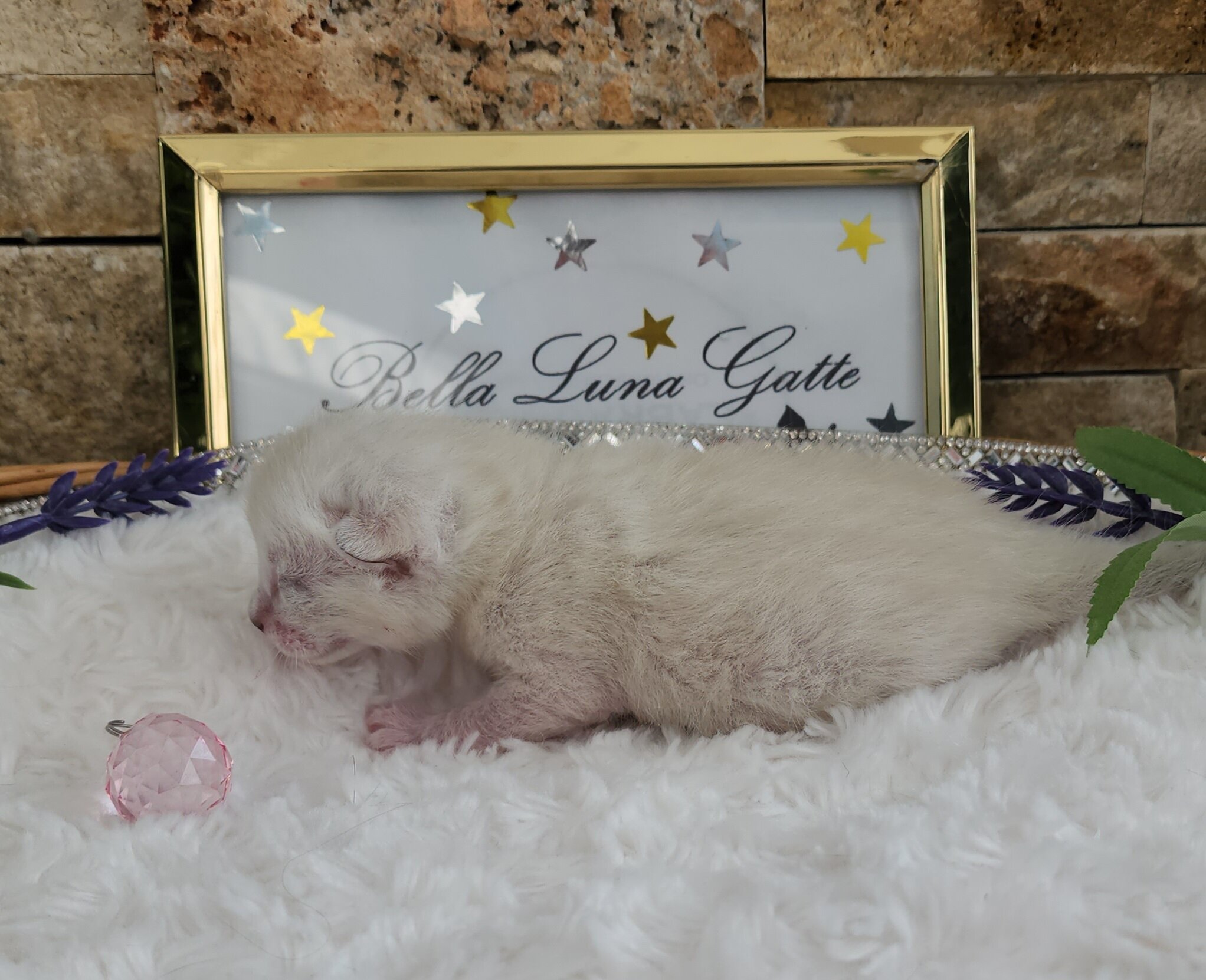 Purebred TICA Registered Female Snow Rosette Bengal Kitten in Minnesota