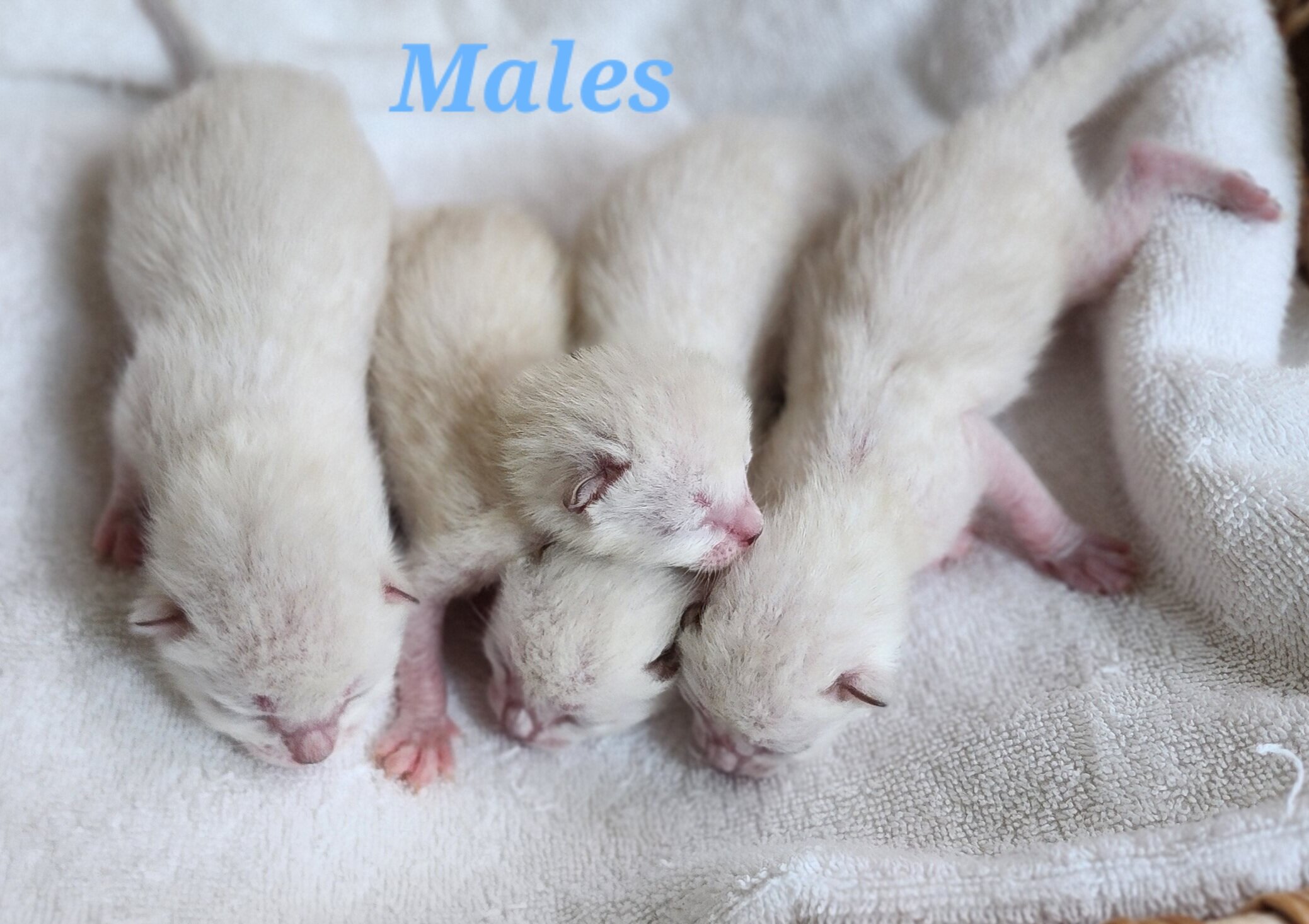 Purebred TICA Registered Male and Female Snow and Brown Rosette Bengal Kitten Available in Minnesota