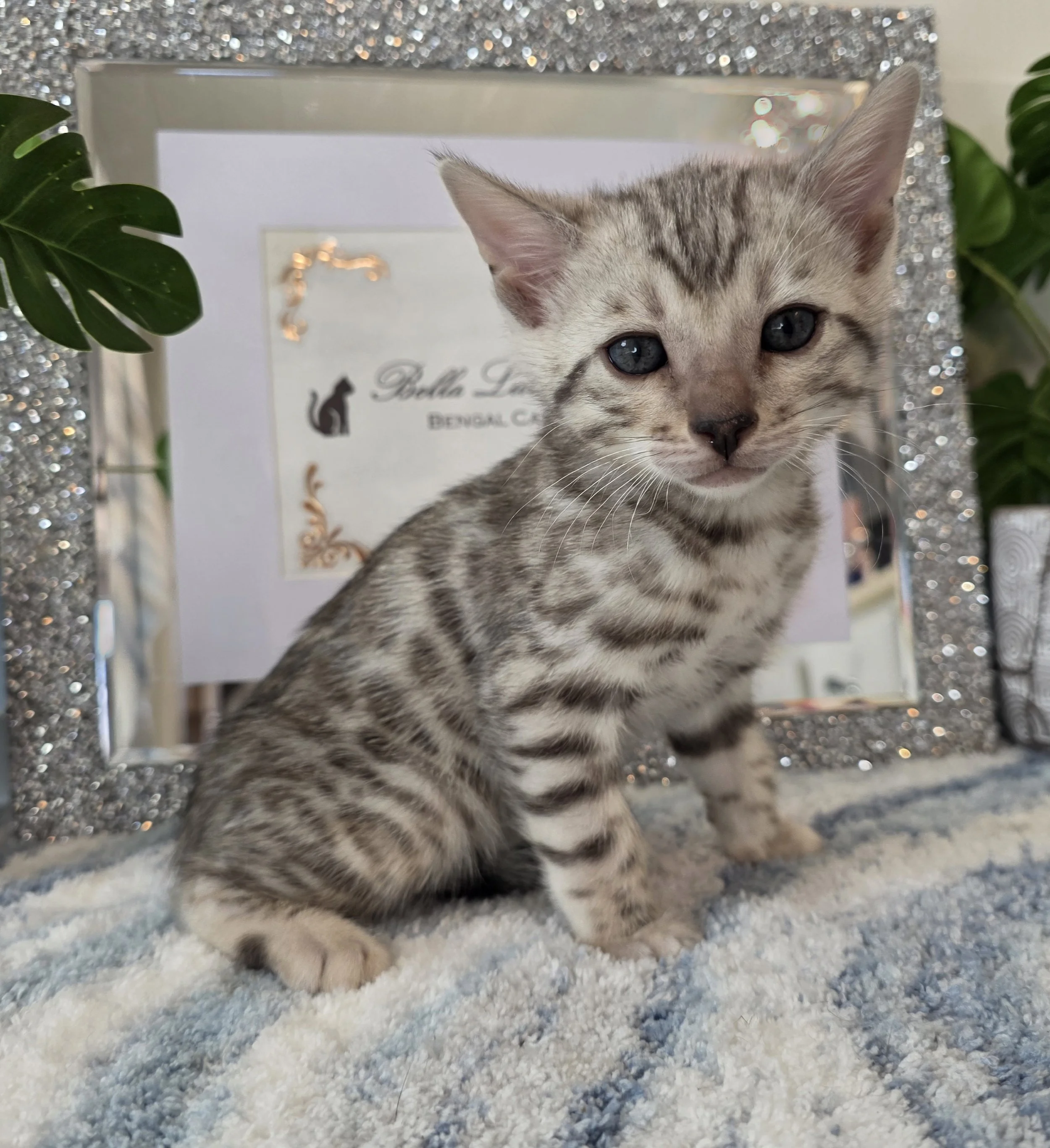 Six-Week-Old Silver Tarnish Male Bengal Kitten
