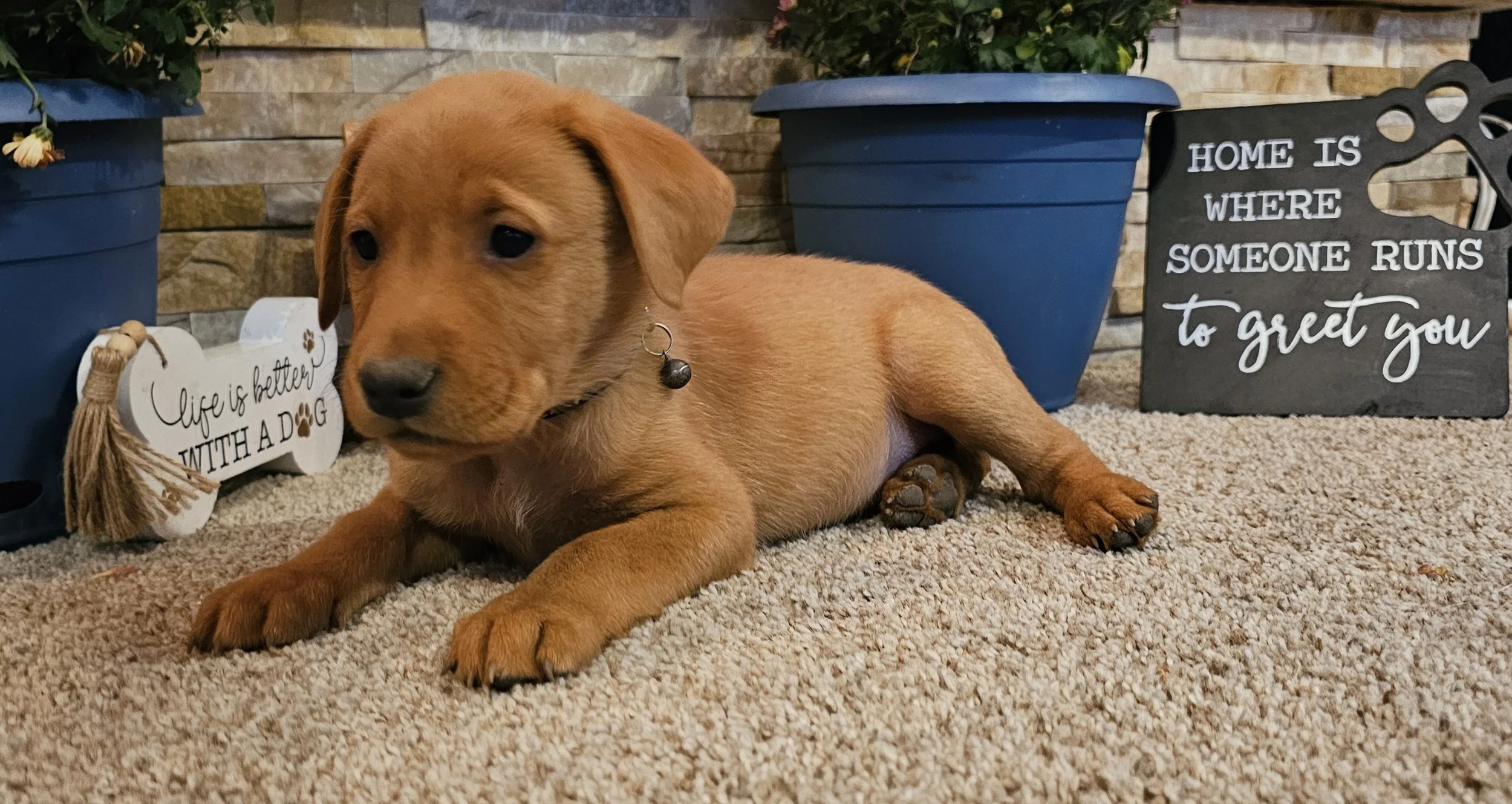 Seven-Week-Old Male AKC Registered Yellow Fox Red Labrador Retriever Puppy