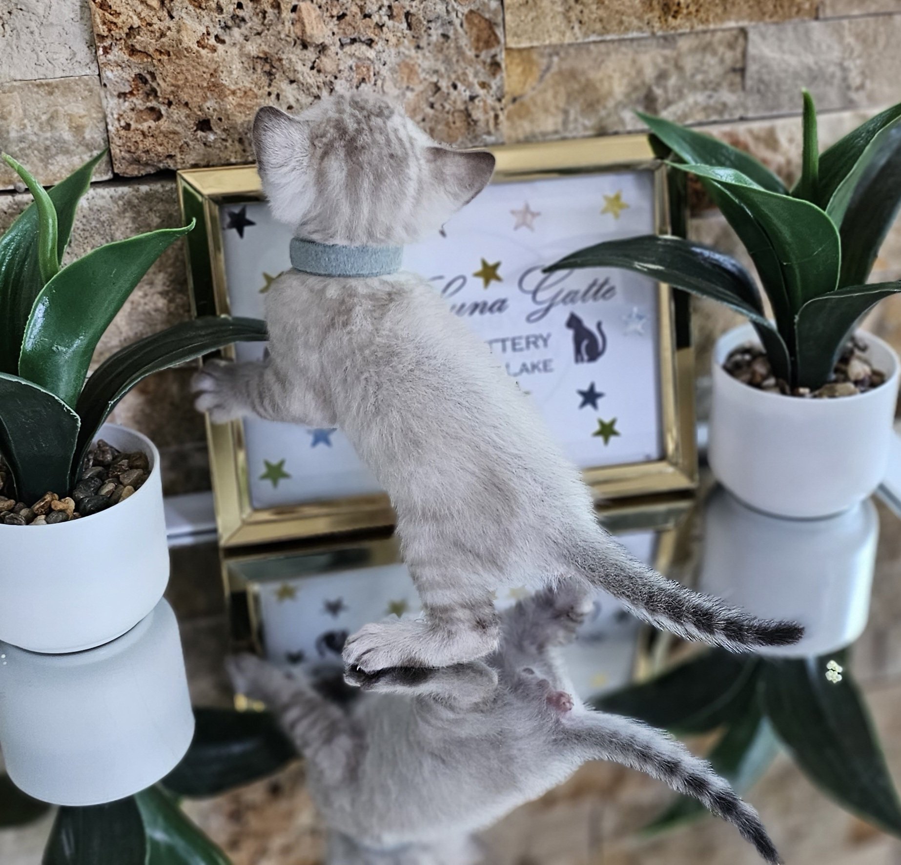 Purebred TICA Registered Male Snow Rosette Bengal Kitten in Minnesota