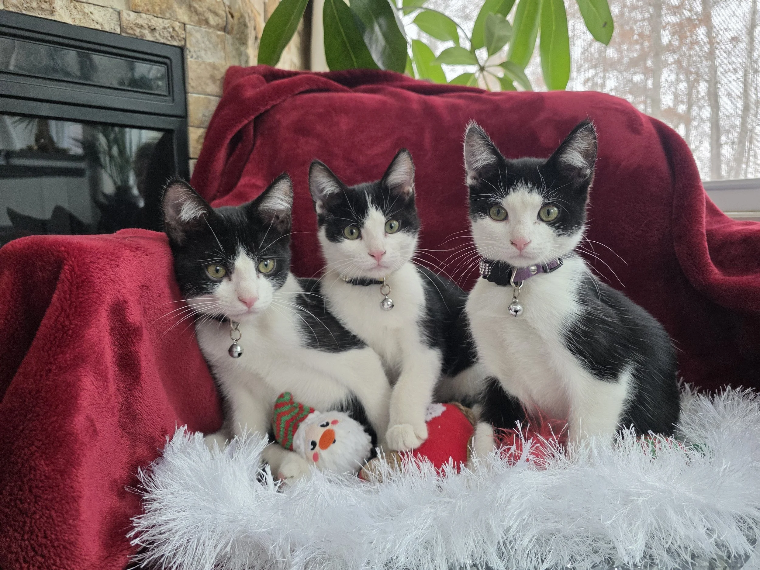 Black & White Kittens for Adoption in Merrifield, MN
