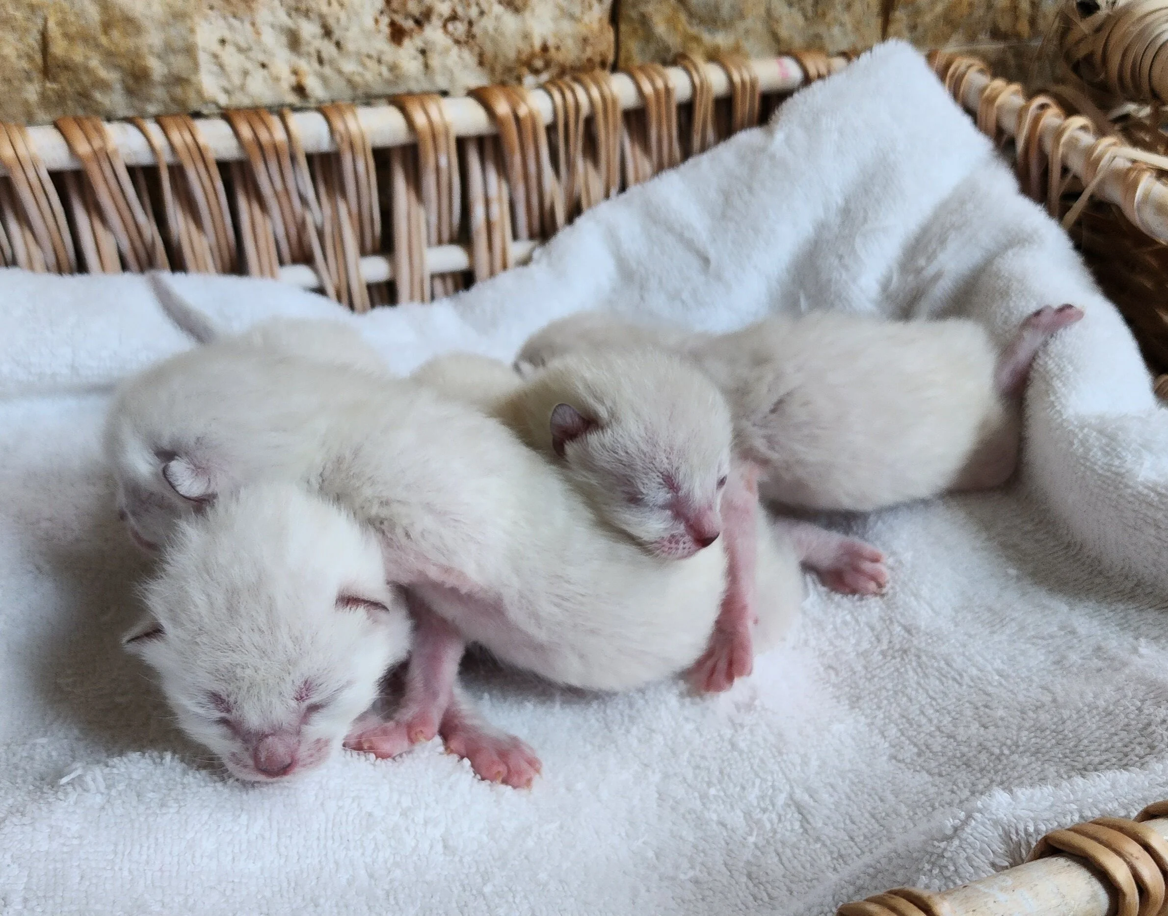 Purebred TICA Registered Male and Female Snow and Brown Rosette Bengal Kitten Available in Minnesota