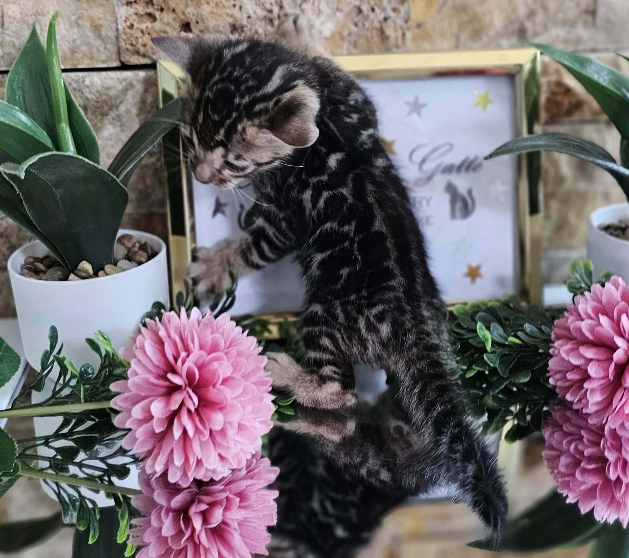 Purebred TICA Registered Female Brown Rosette Bengal Kitten Available in Minnesota