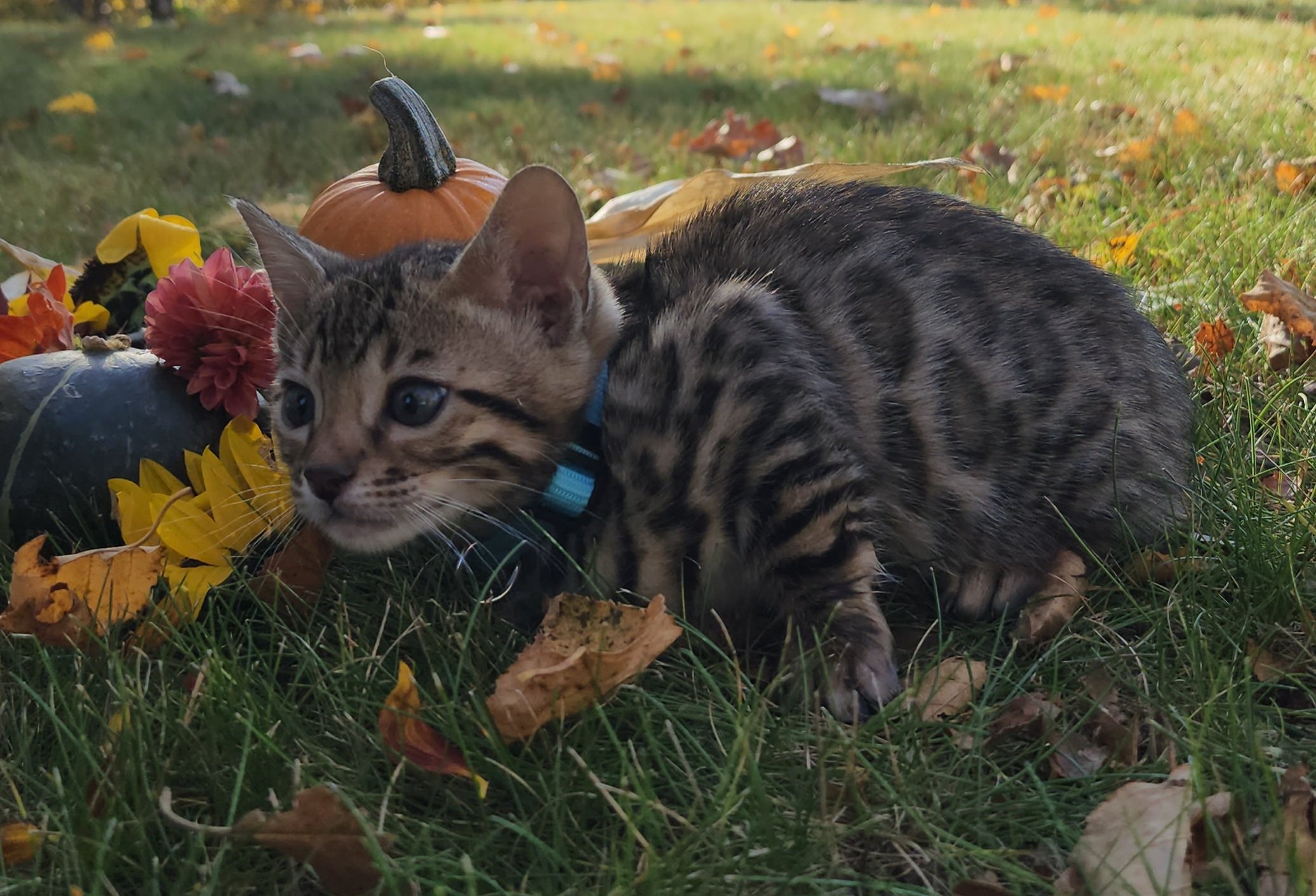 Male Brown/Black Rosette Bengal in Minnesota