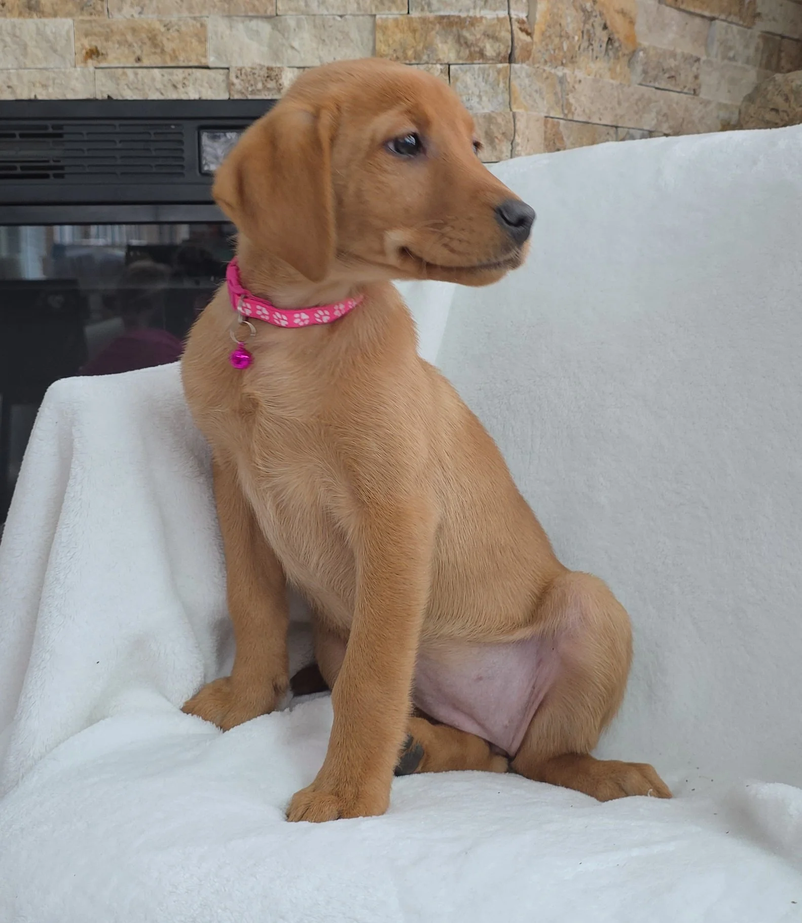 Ten-Week-Old Female Yellow/Fox Red Labrador Retriever Puppy