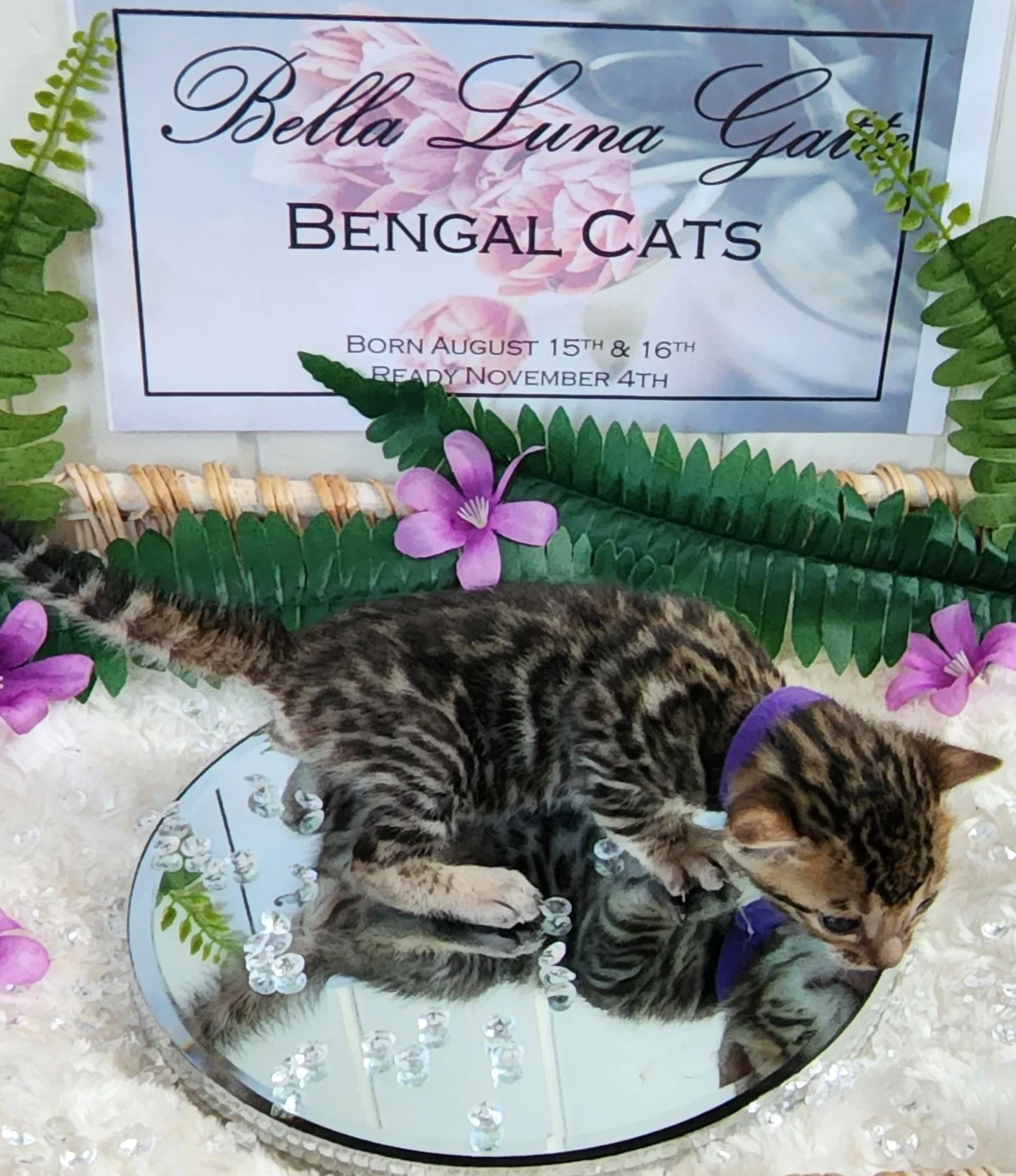 Female Brown/Black Rosette Bengal in Minnesota