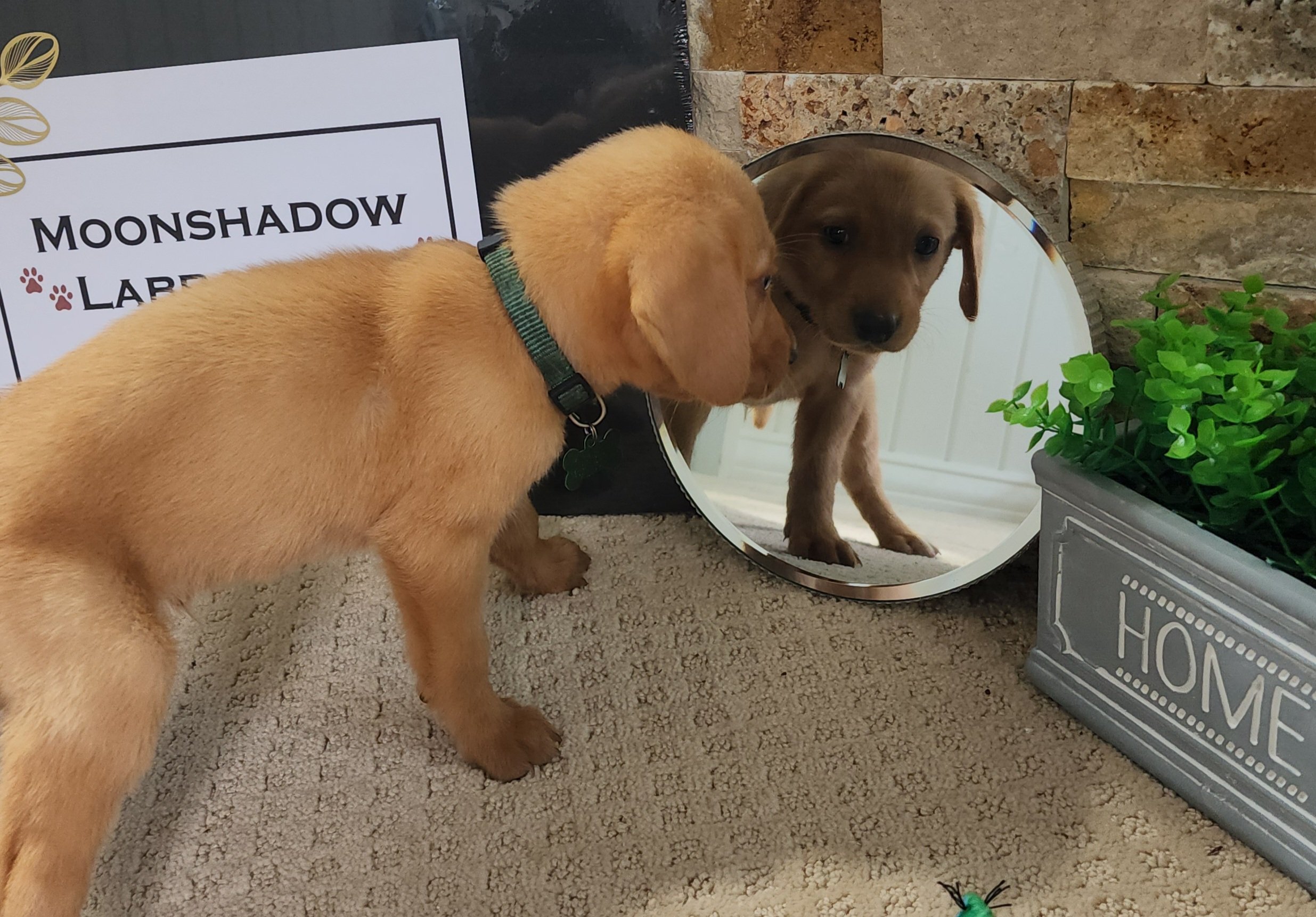 Fox Red Labrador Retriever Puppy