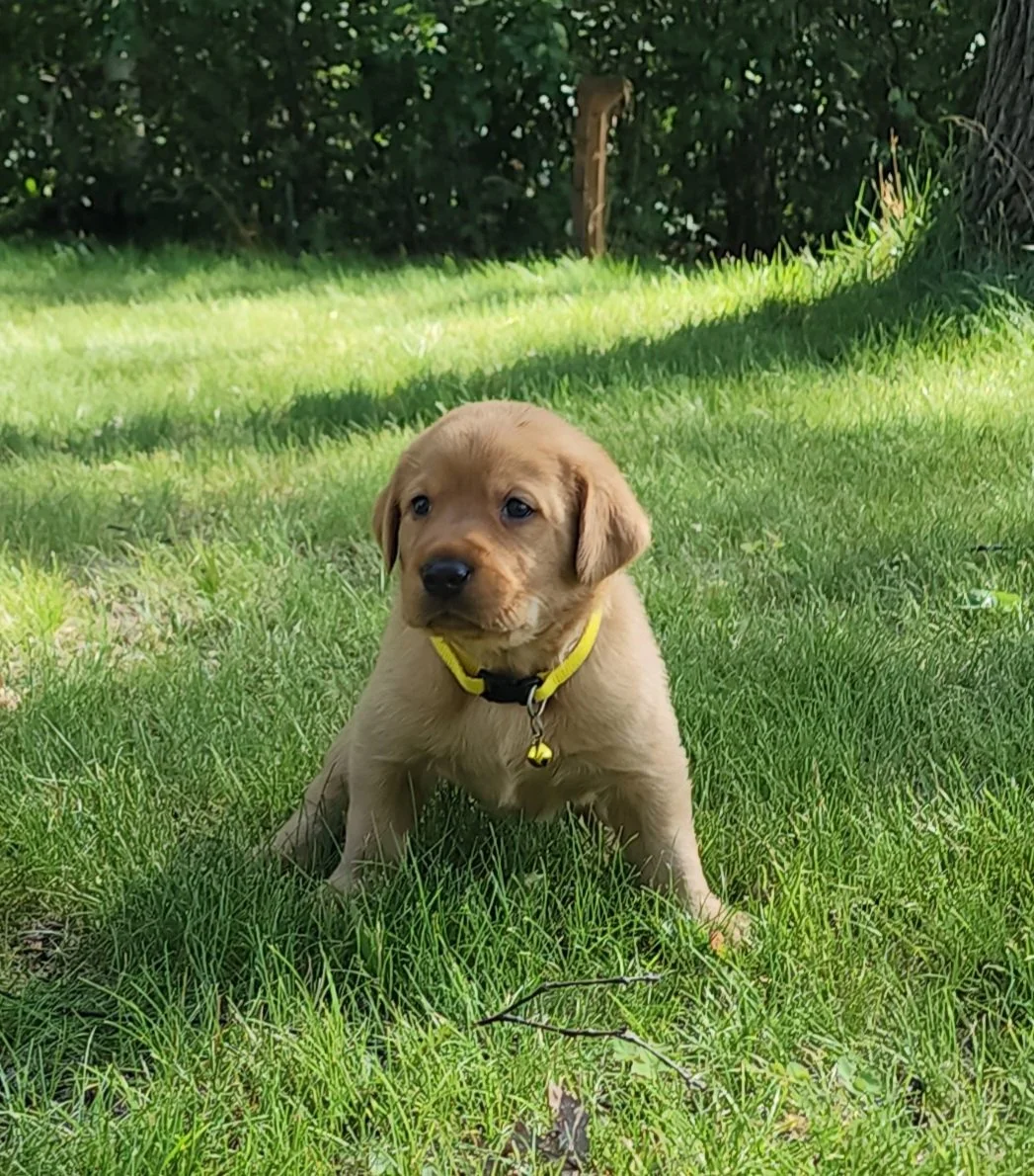 Male Yellow Fox Red Labrador Retriever Puppy in Minnesota
