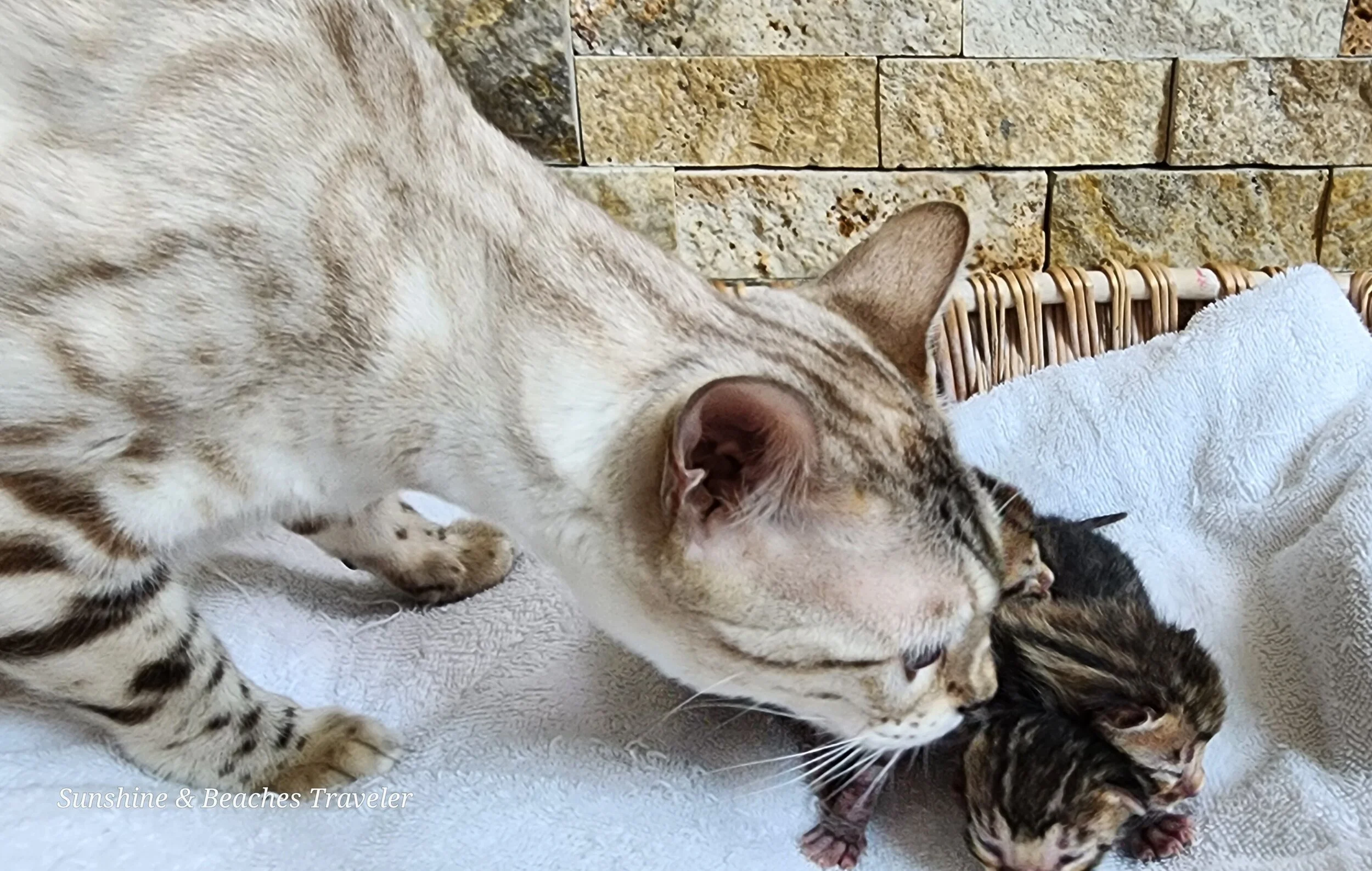 Purebred TICA Registered Male and Female Snow and Brown Rosette Bengal Kitten Available in Minnesota