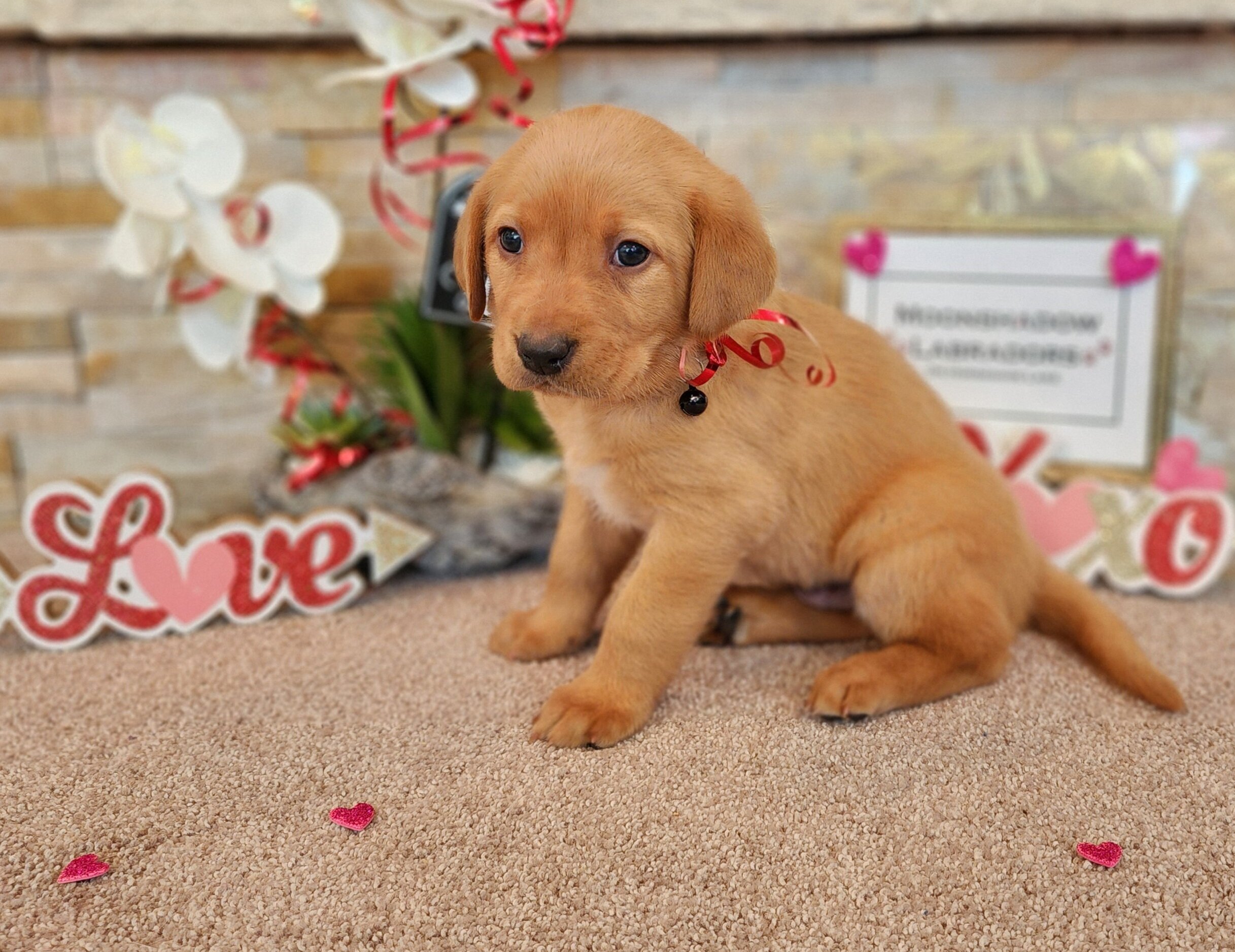 OFA Health Tested AKC Yellow Fox Red Labrador Retriever Puppies Available in Minnesota