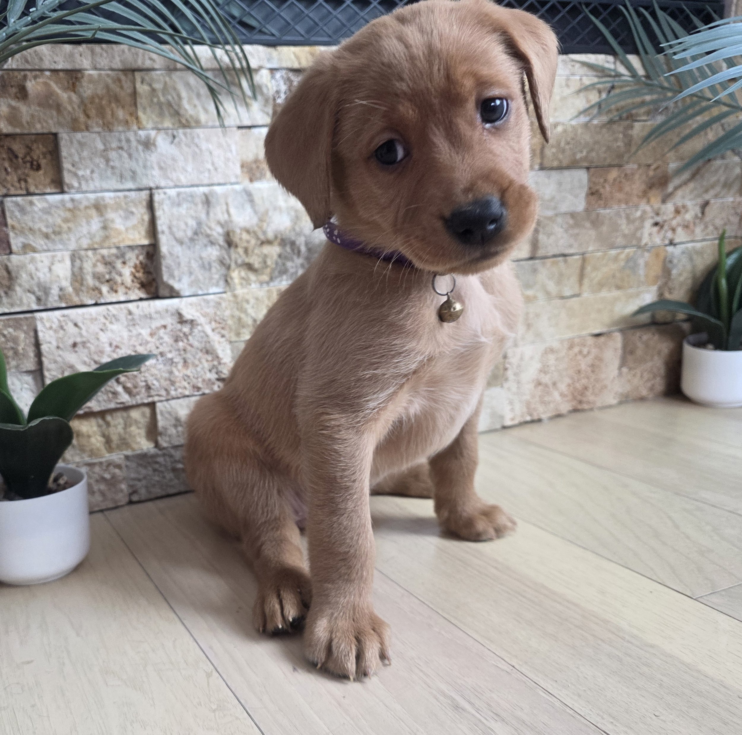 Six-Week-Old Yellow Labrador Puppy