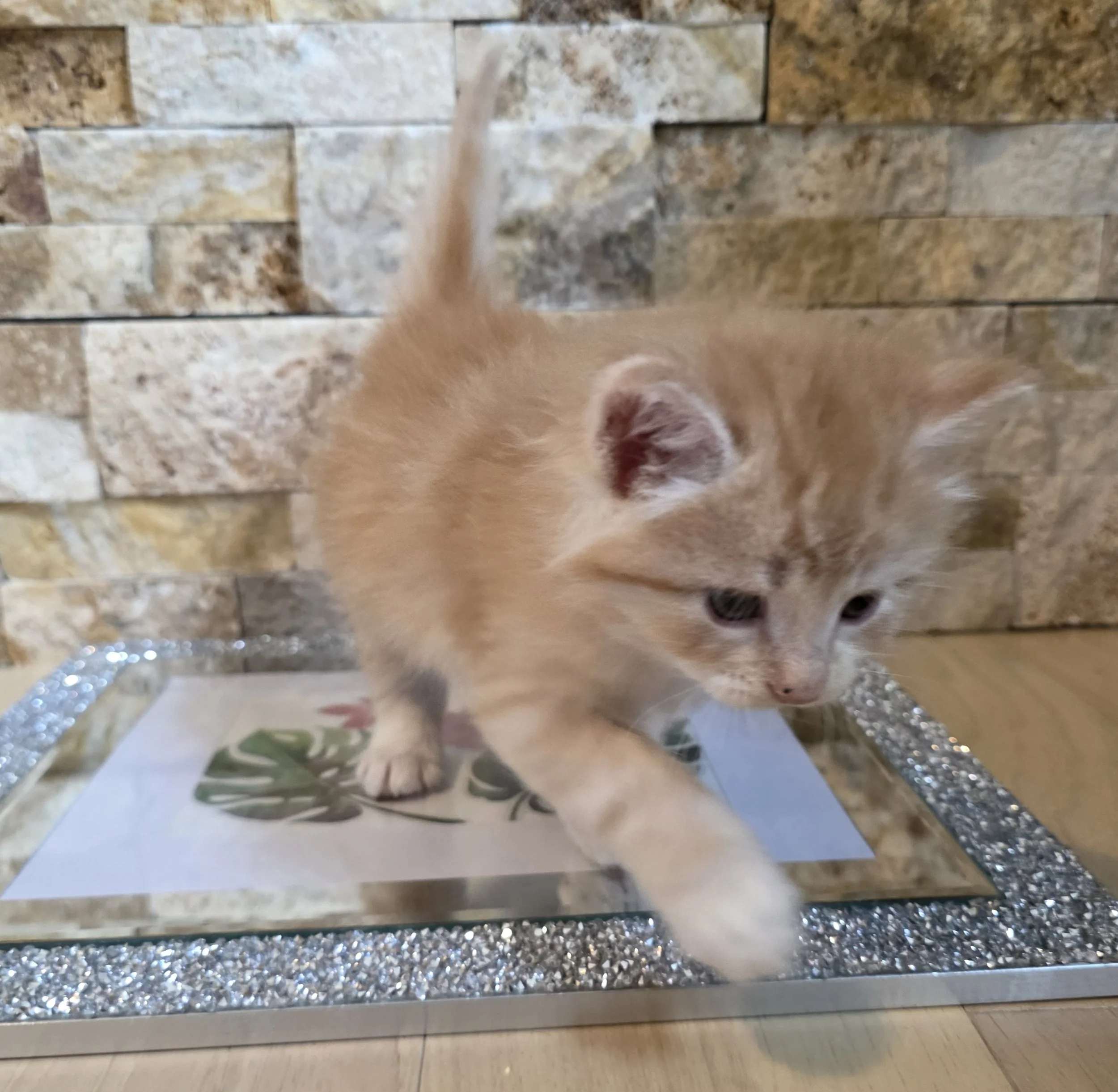 Orange Kitten with White Paws