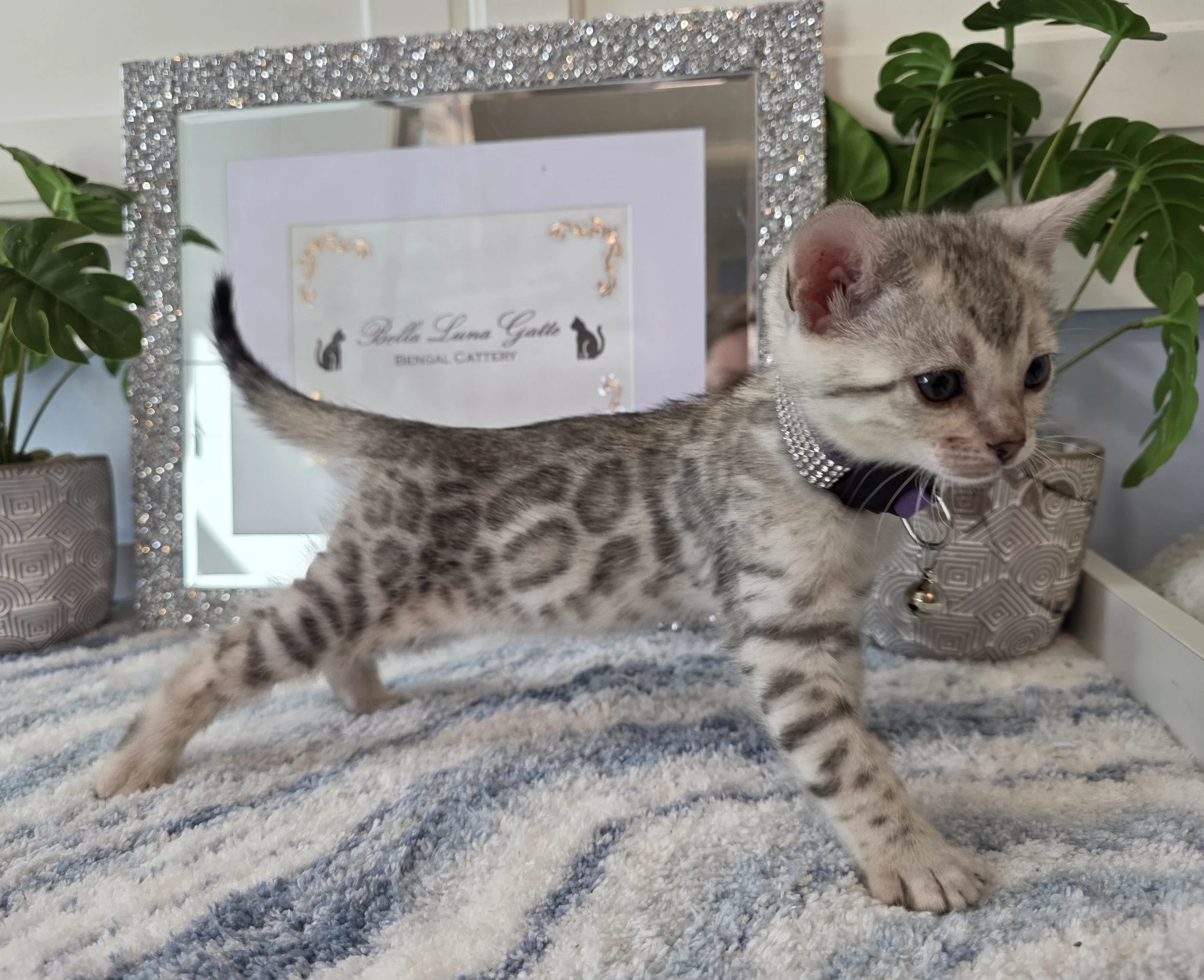 Six-Week-Old Silver Female Bengal Kitten