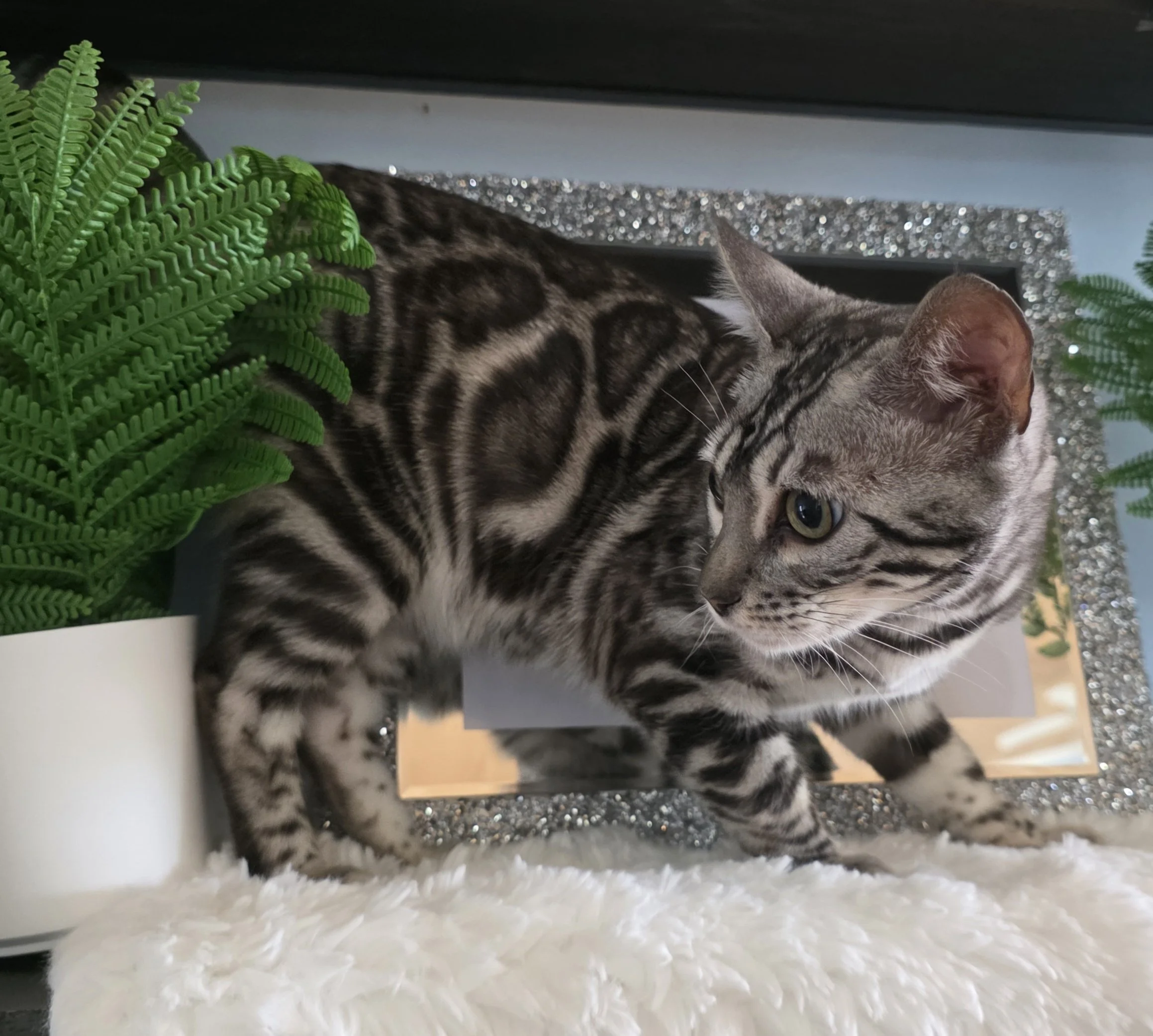 Female Purebred Silver Bengal Cat